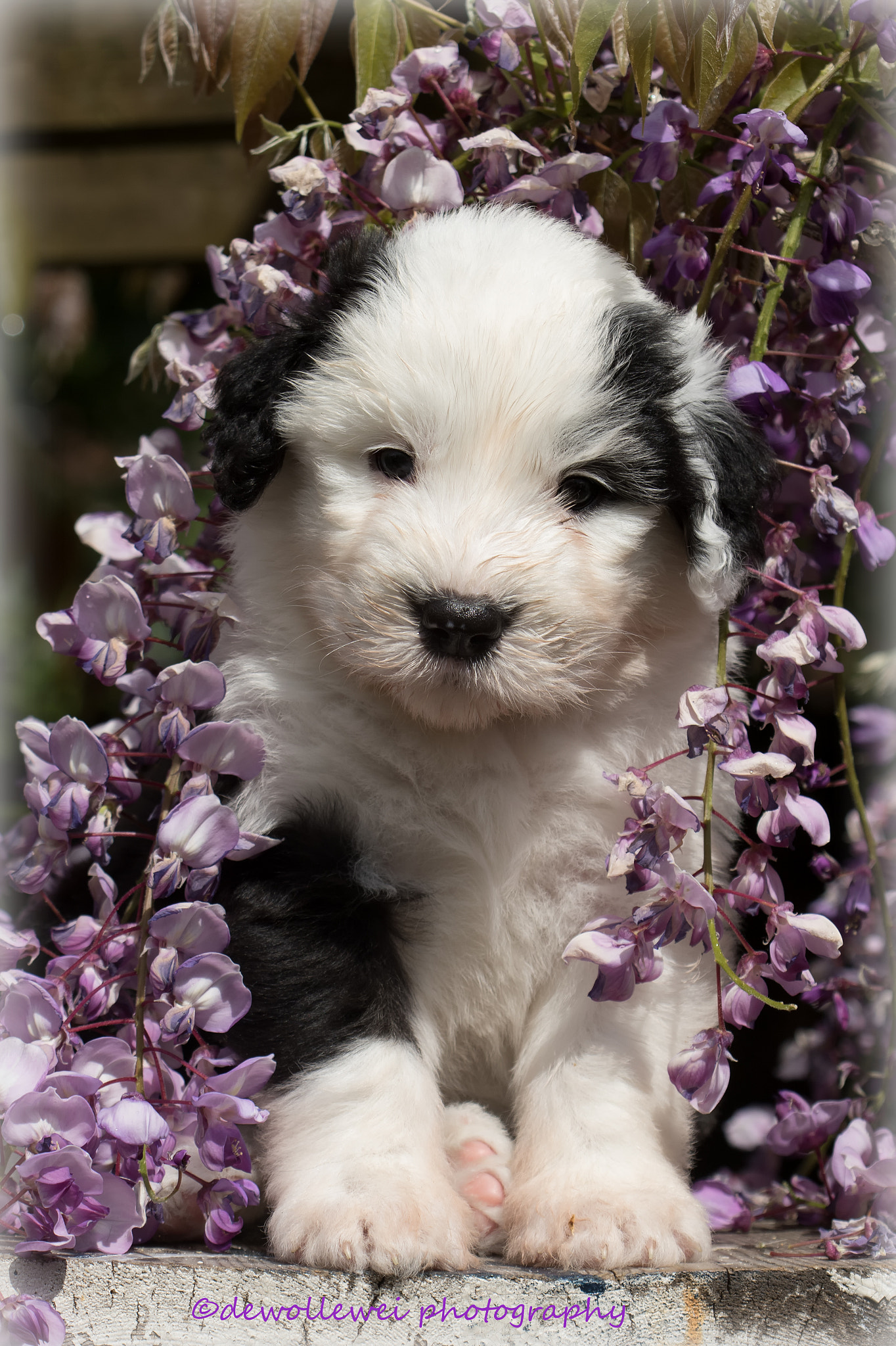 Canon EOS 7D Mark II sample photo. Puppy in purple photography