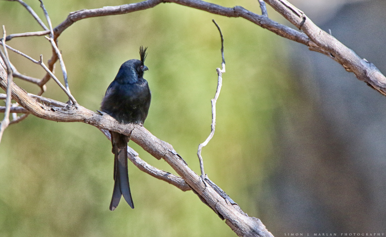 Tamron SP 150-600mm F5-6.3 Di VC USD sample photo. Fancy photography