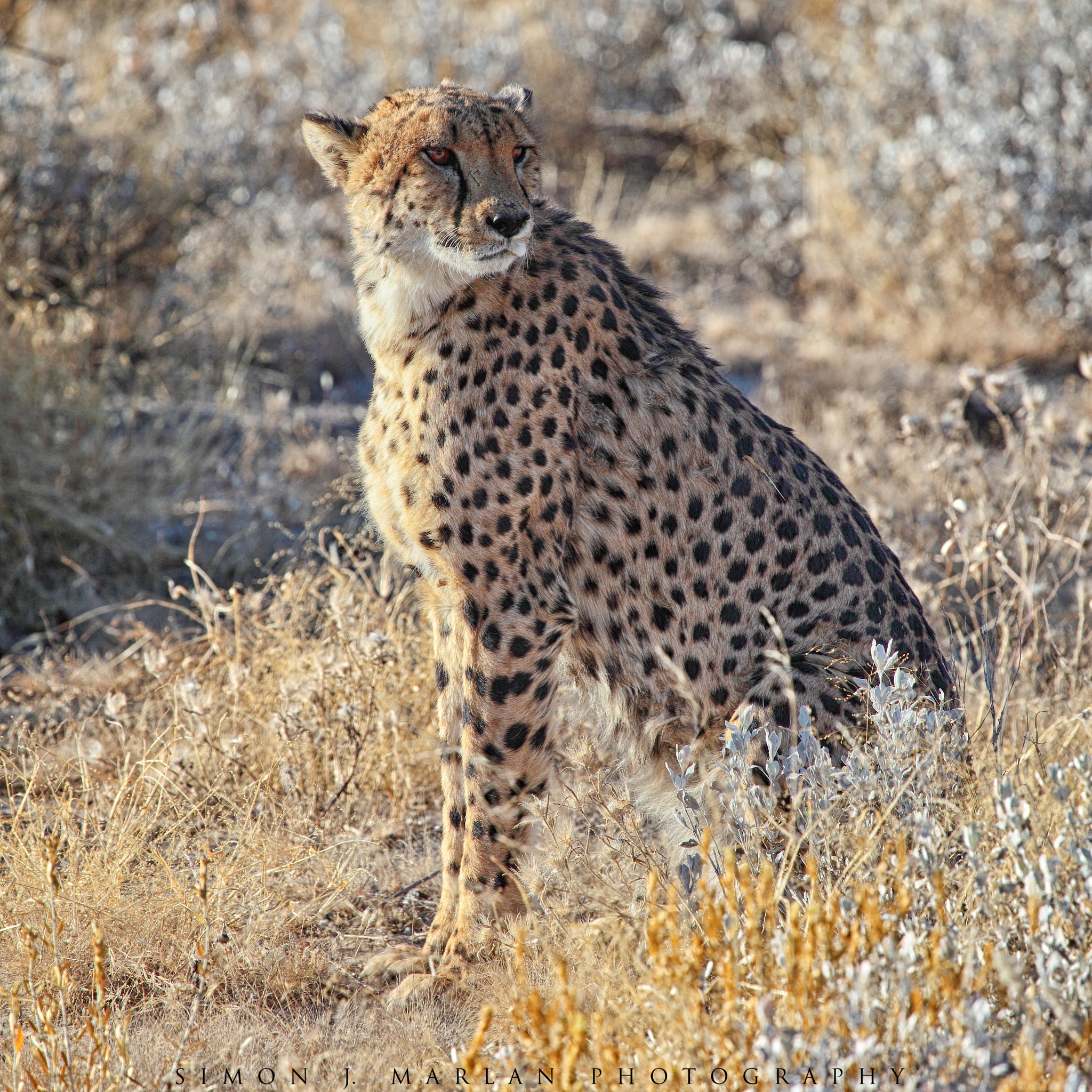 Canon EF 100-400mm F4.5-5.6L IS USM sample photo. Elegant photography
