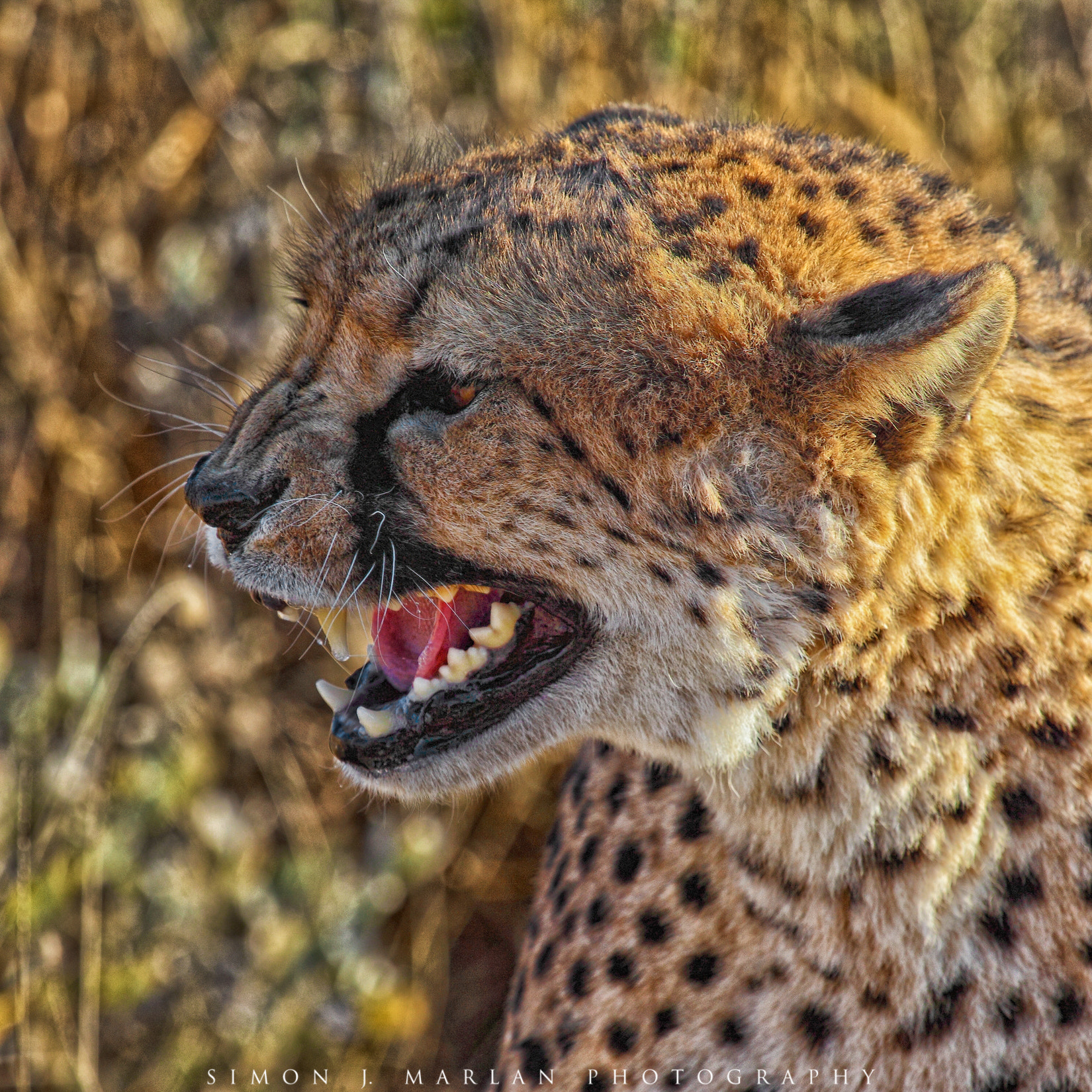 Canon EF 100-400mm F4.5-5.6L IS USM sample photo. Snarl photography