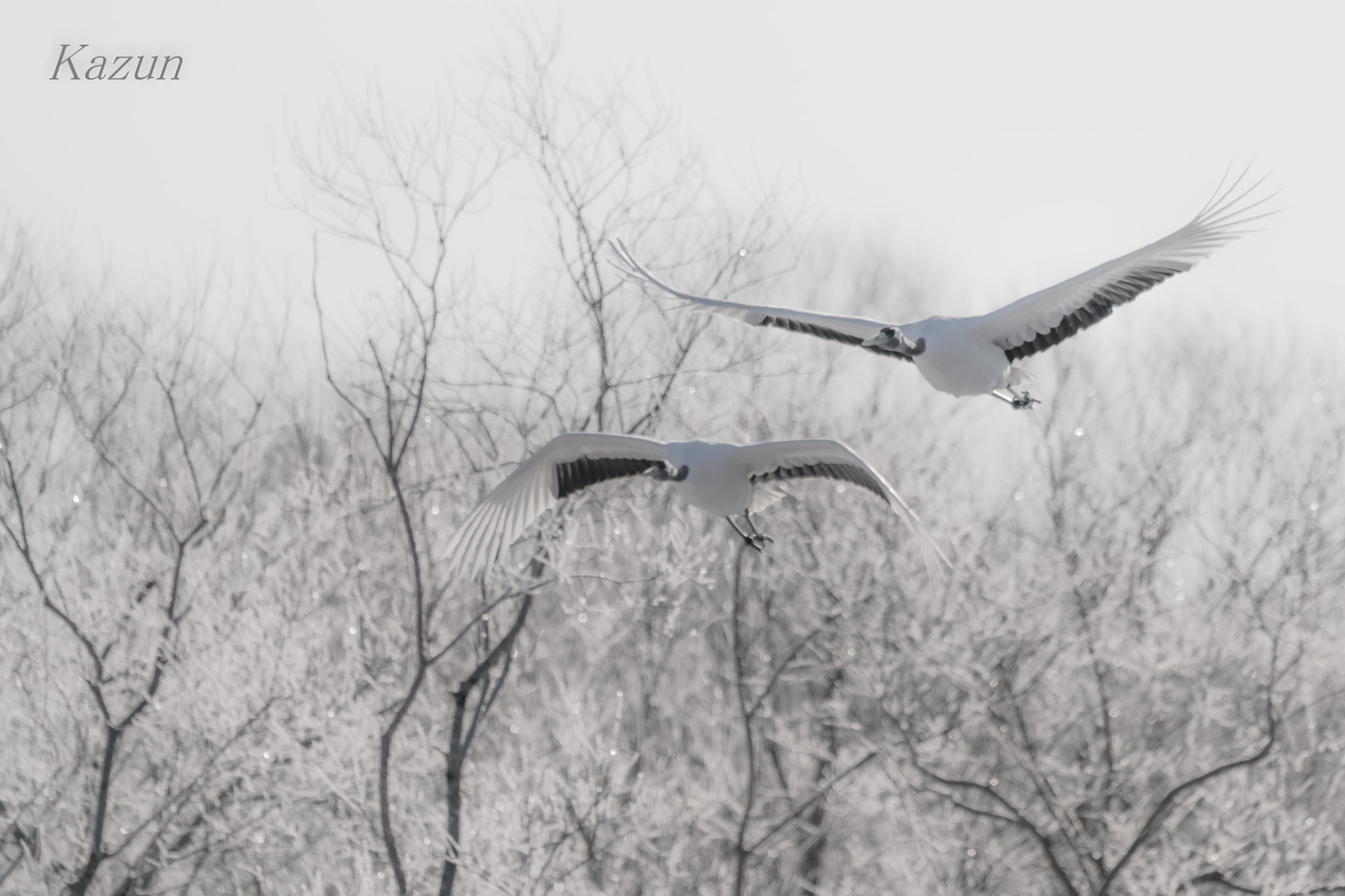 Sony a99 II sample photo. Synchro photography