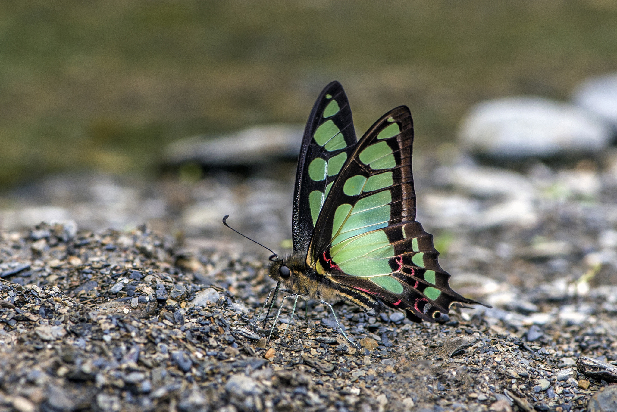Nikon AF-S Micro-Nikkor 105mm F2.8G IF-ED VR sample photo. Dn photography