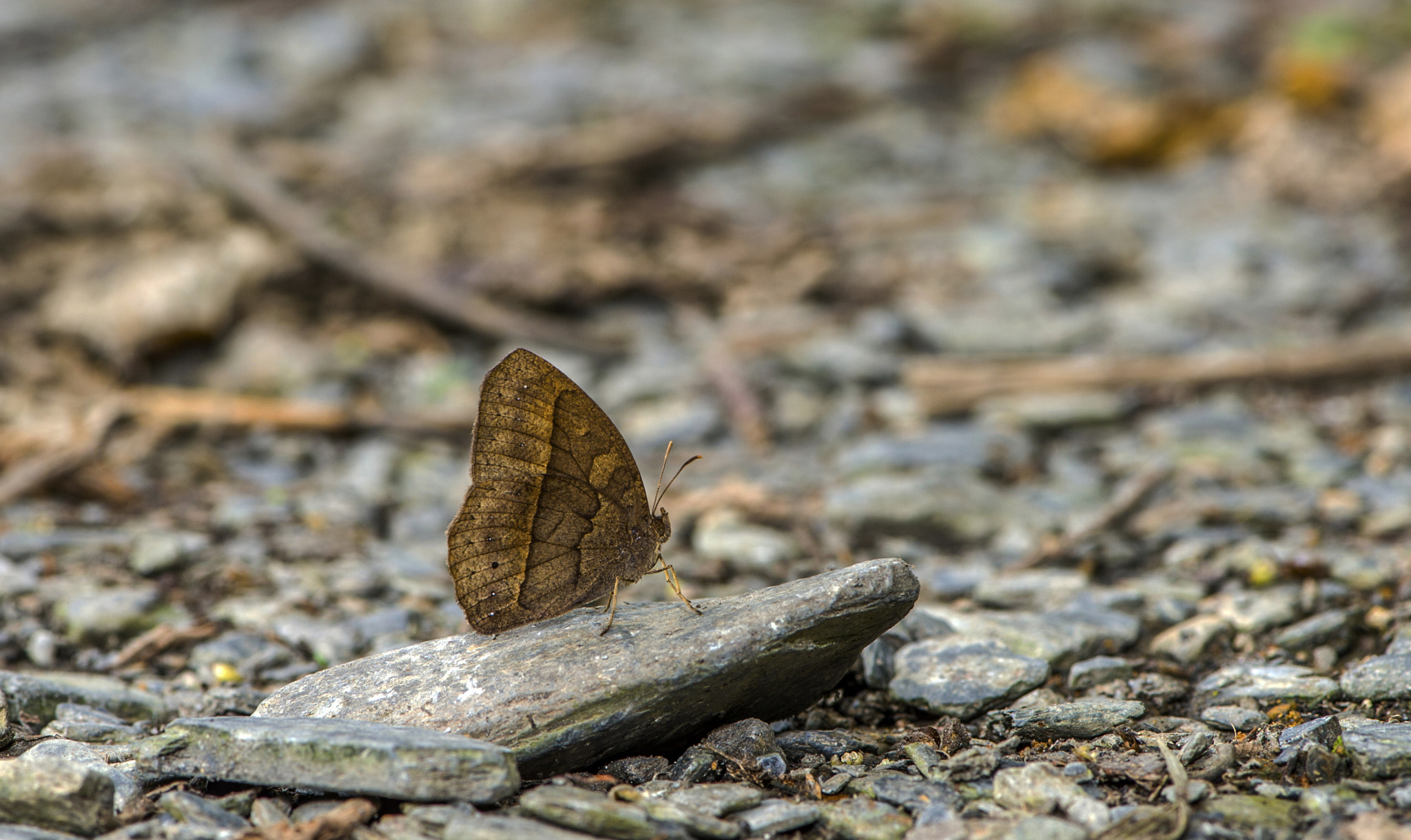 Nikon AF-S Micro-Nikkor 105mm F2.8G IF-ED VR sample photo. Dn photography