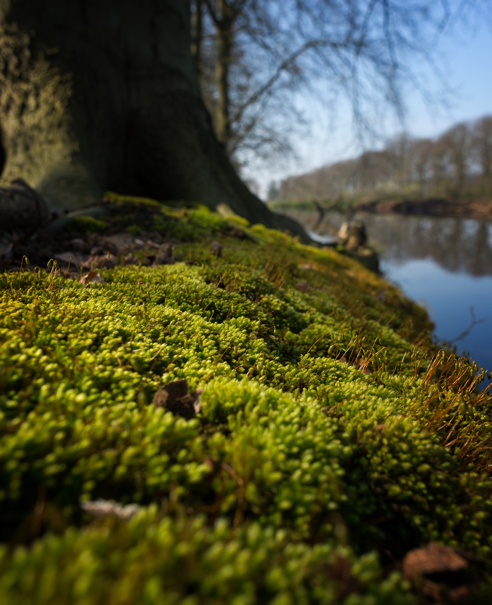 Nikon AF Nikkor 24mm F2.8D sample photo. Moss at the feet of a beech tree.. photography