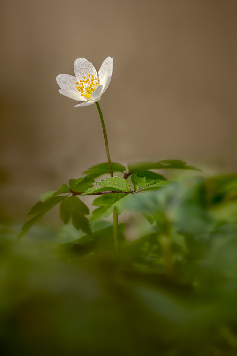 Canon EF 180mm F3.5L Macro USM sample photo. Anemone nemorosa photography