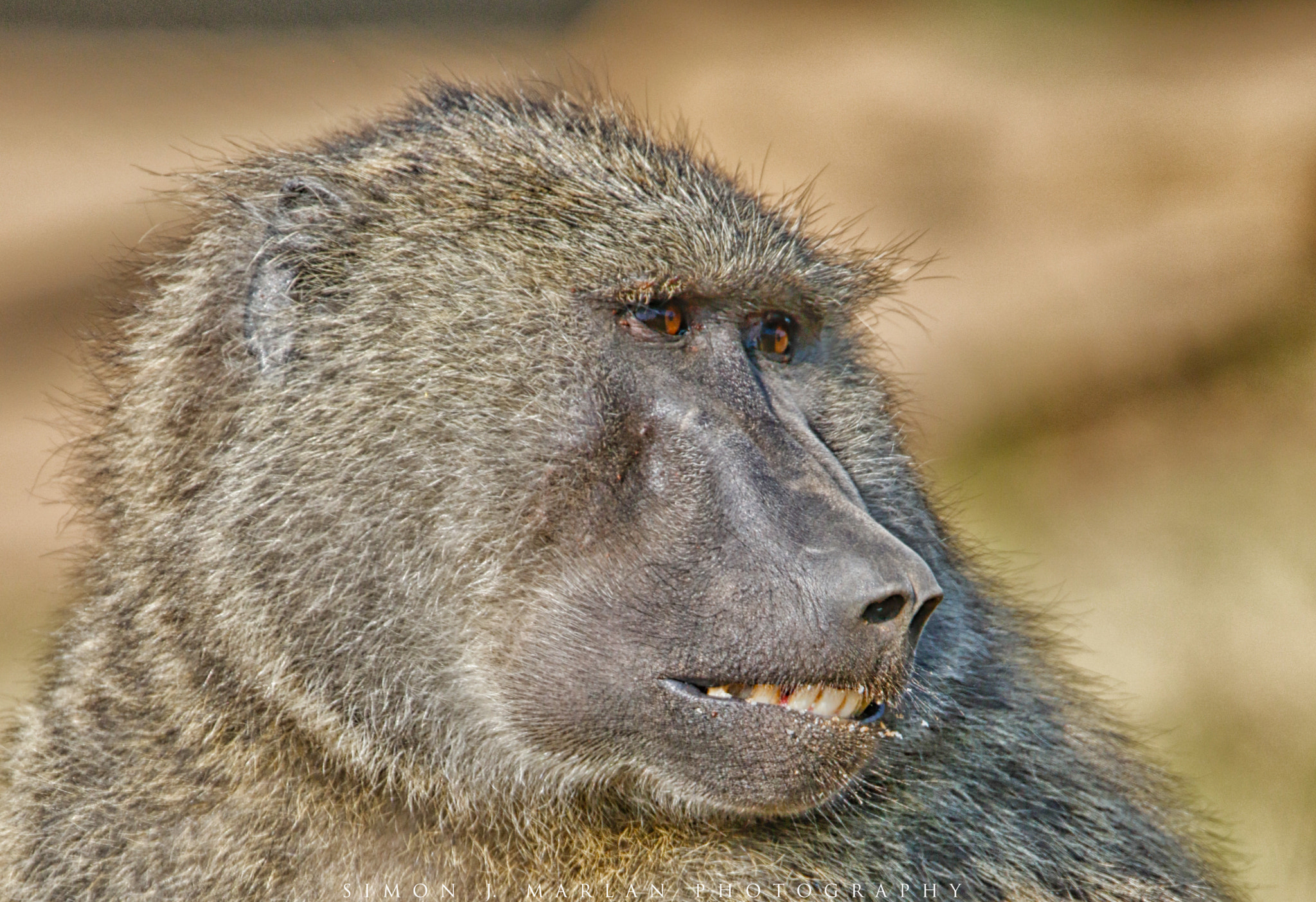 Tamron SP 150-600mm F5-6.3 Di VC USD sample photo. Smile photography
