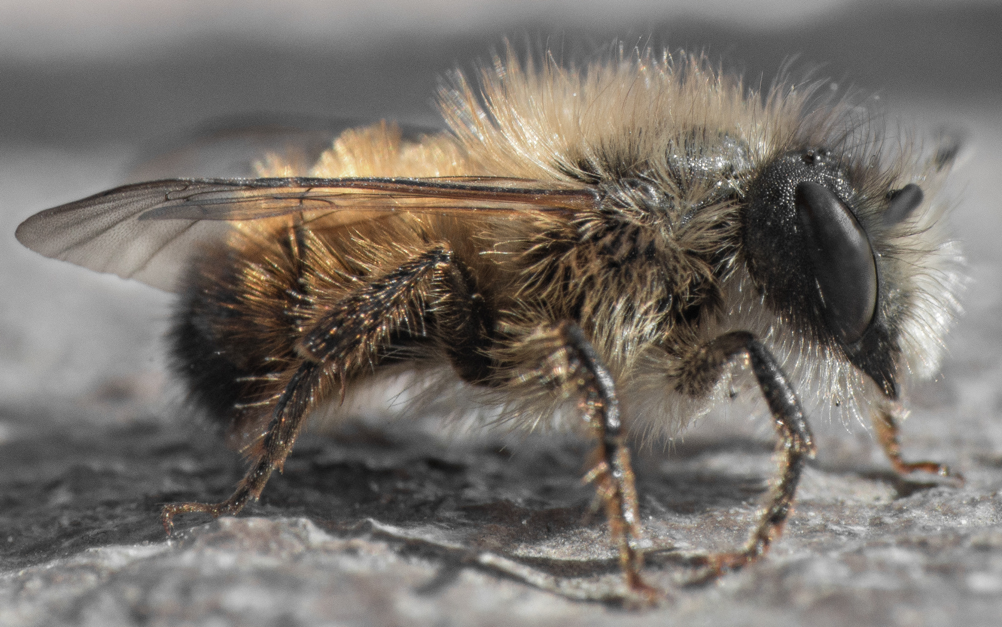 Nikon AF-S Micro-Nikkor 105mm F2.8G IF-ED VR sample photo. Kleine biene photography