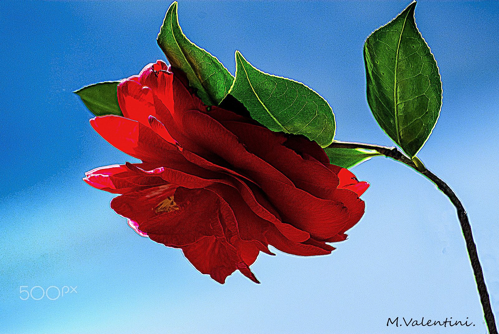 Nikon D200 sample photo. Camelia. photography