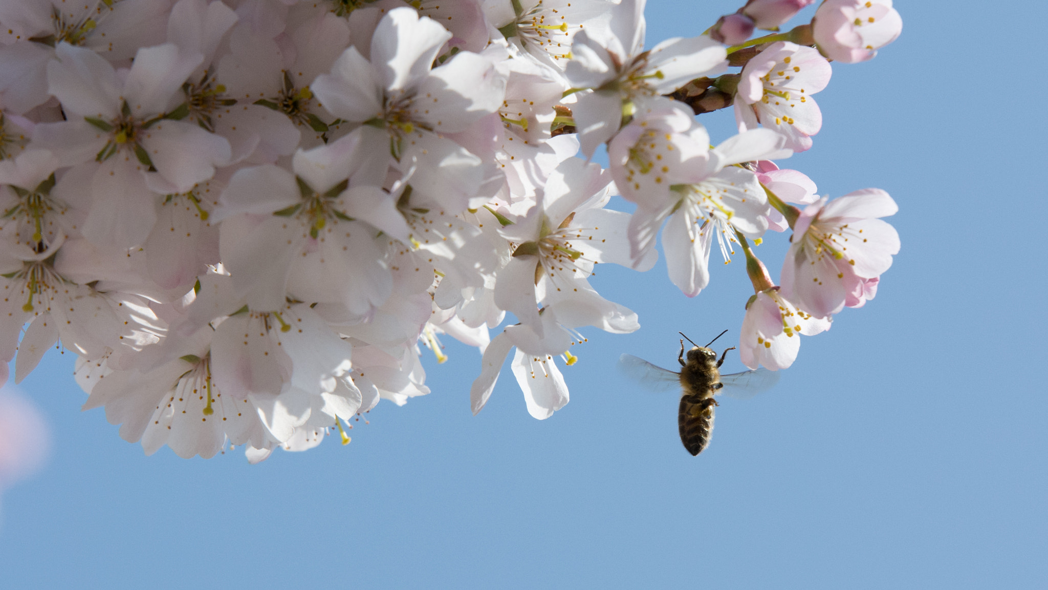 Tamron SP 70-200mm F2.8 Di VC USD sample photo. Hurray for honey photography