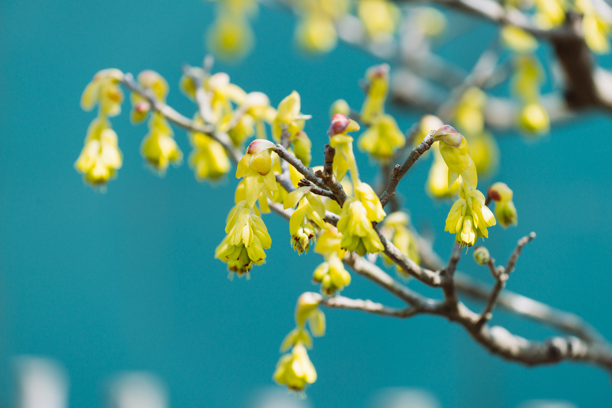 Nikon D800 + Nikon AF-S Nikkor 70-200mm F4G ED VR sample photo. Chimonanthus praecox photography