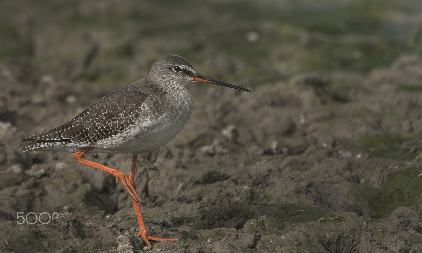 Nikon D750 + Nikon AF-S Nikkor 500mm F4G ED VR sample photo. Common redshank photography