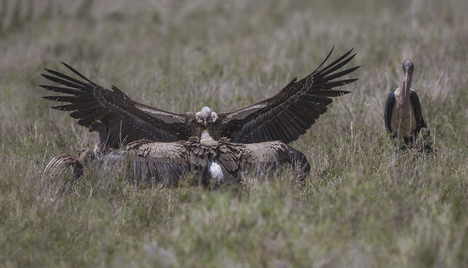 Canon EF 500mm F4L IS USM sample photo. White backed vultures photography