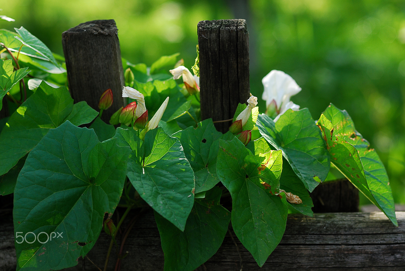 Nikon D80 + Nikon AF Nikkor 50mm F1.4D sample photo. Waiting for the summer photography