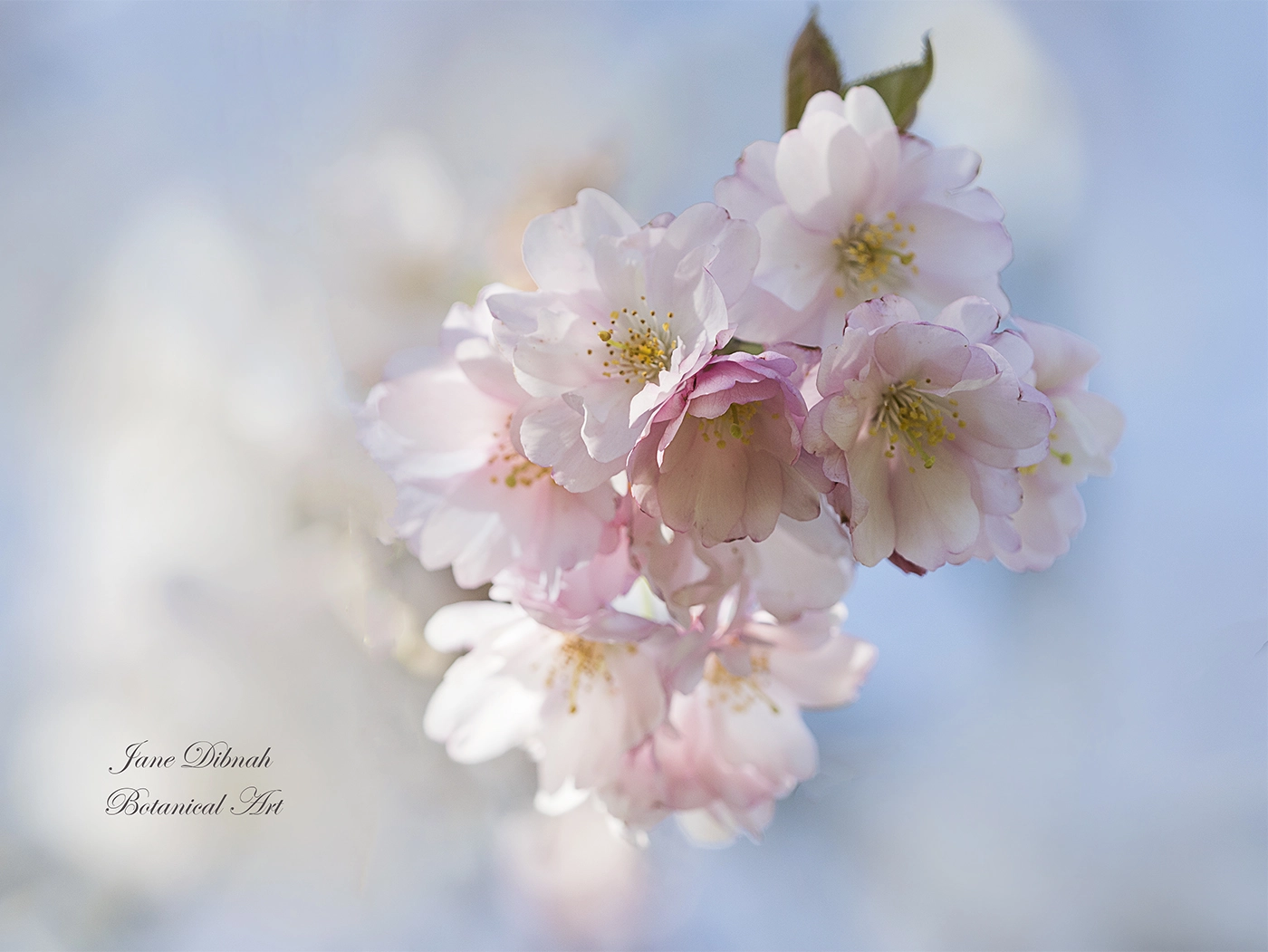 Canon EOS 7D Mark II sample photo. Cherry blossom photography