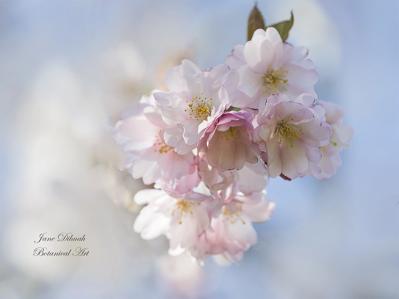 Canon EF 180mm F3.5L Macro USM sample photo. Cherry blossom photography