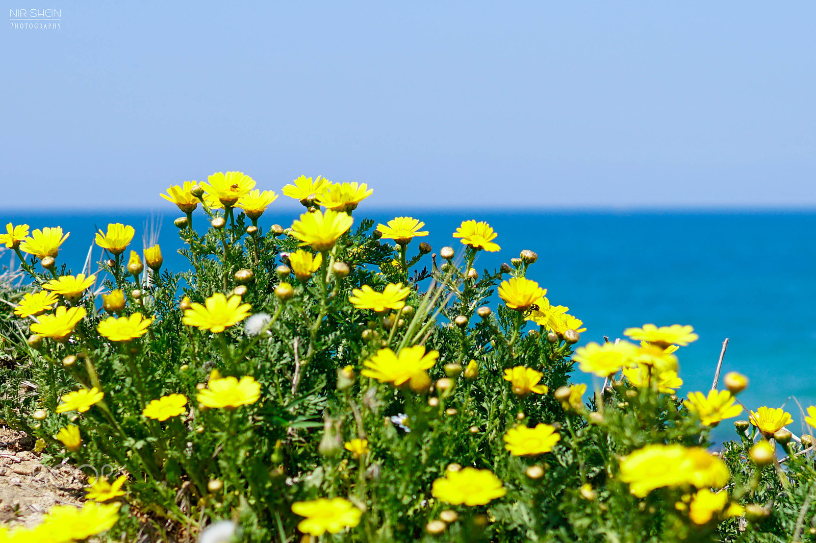 Sony a6300 + 30mm F1.4 DC DN | Contemporary 016 sample photo. Sun, daisies and plenty of blue photography