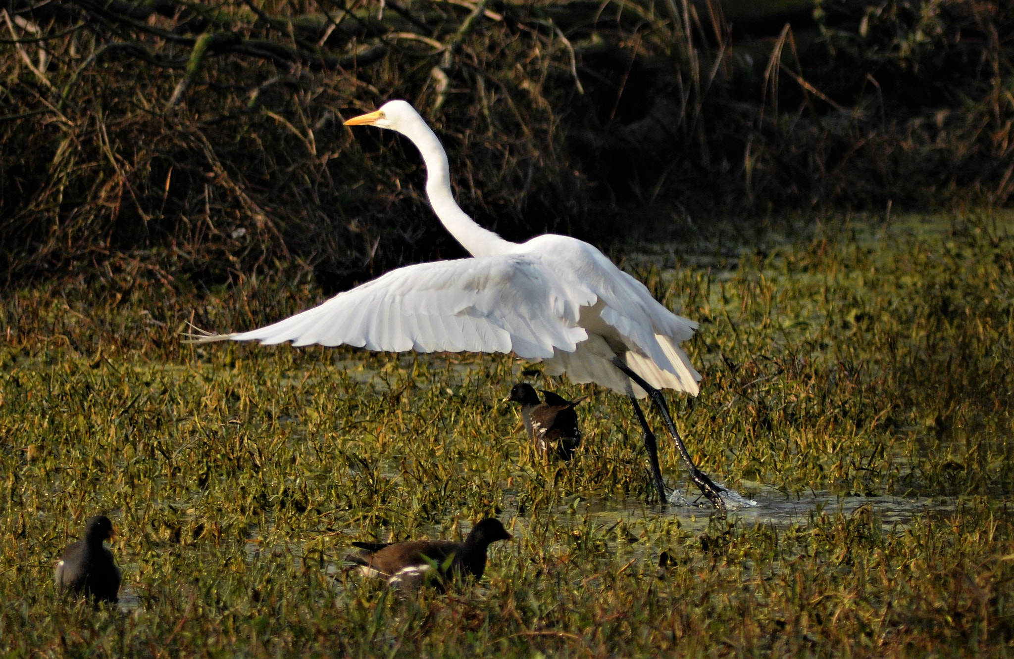 AF Zoom-Nikkor 70-300mm f/4-5.6D ED sample photo. White egret photography