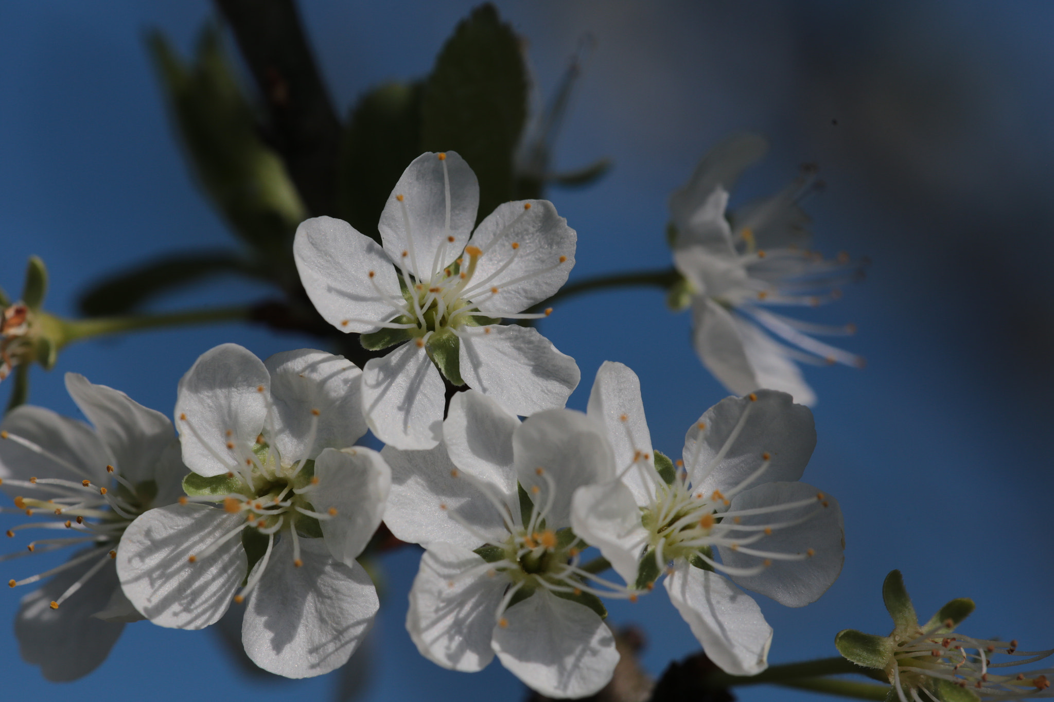 Sigma 150mm f/2.8 EX DG OS HSM APO Macro sample photo. Prunus sp photography