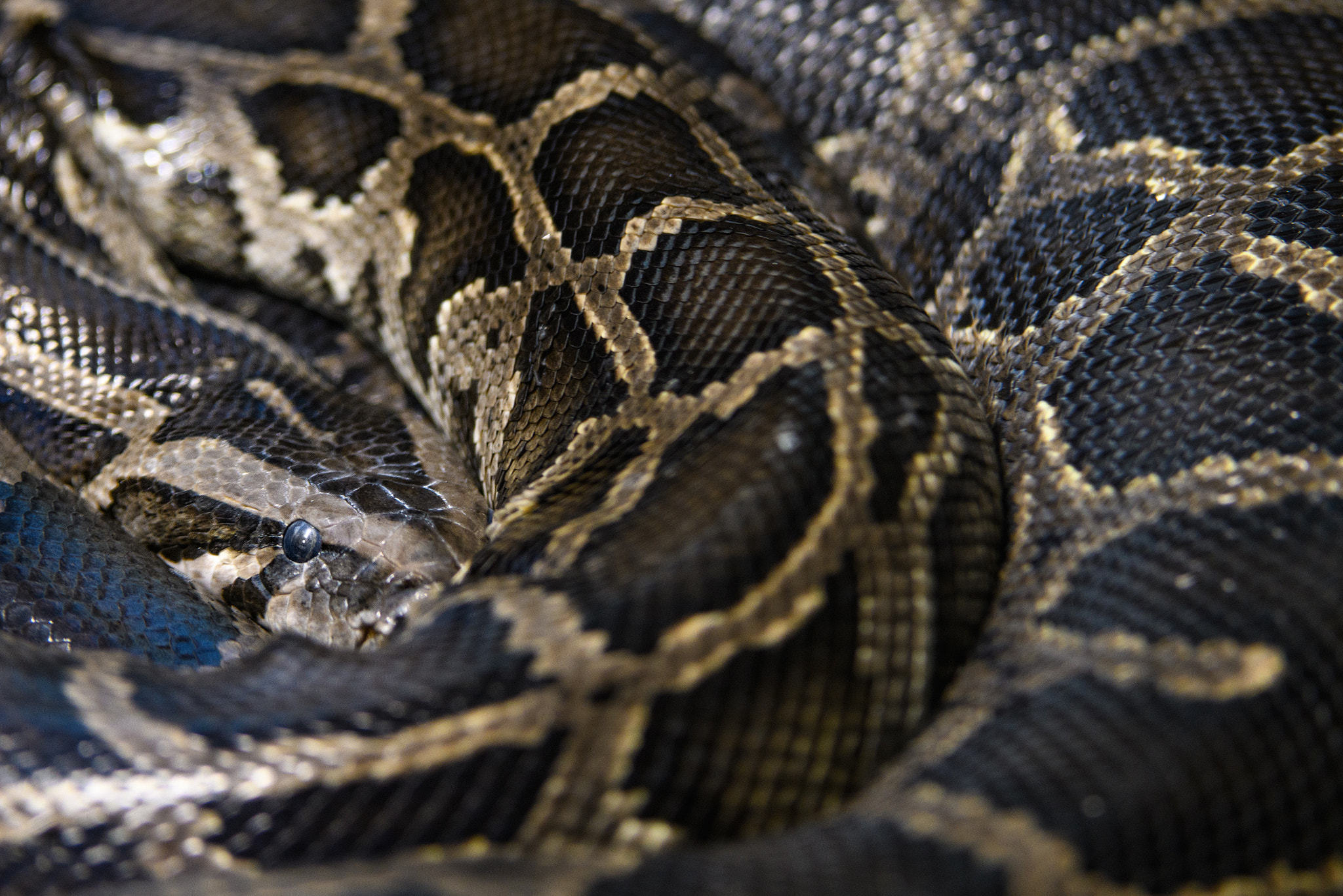Nikon D500 sample photo. Python en entrelacs photography
