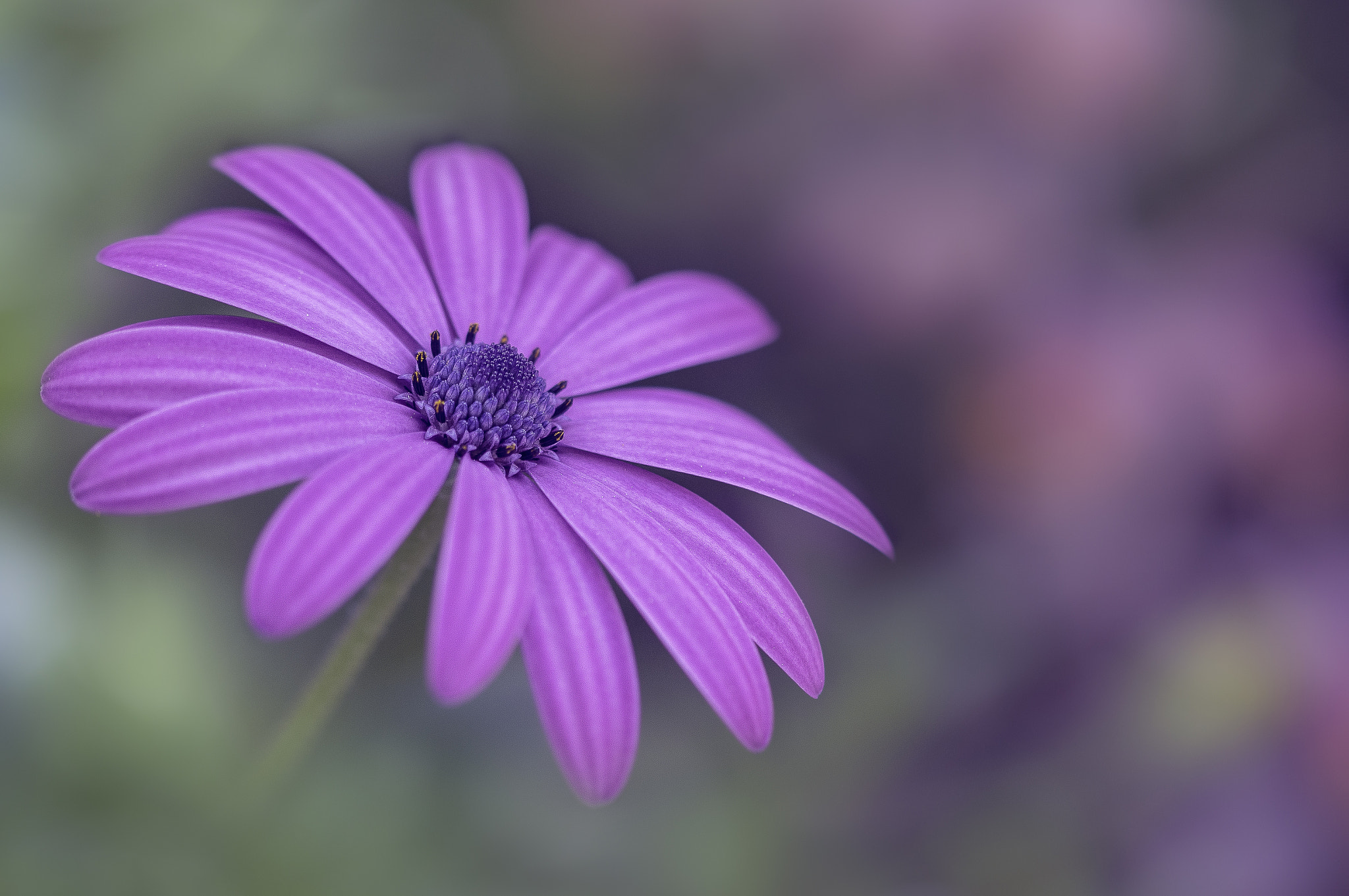 Sigma 105mm F2.8 EX DG OS HSM sample photo. Dreamy flower 2 photography