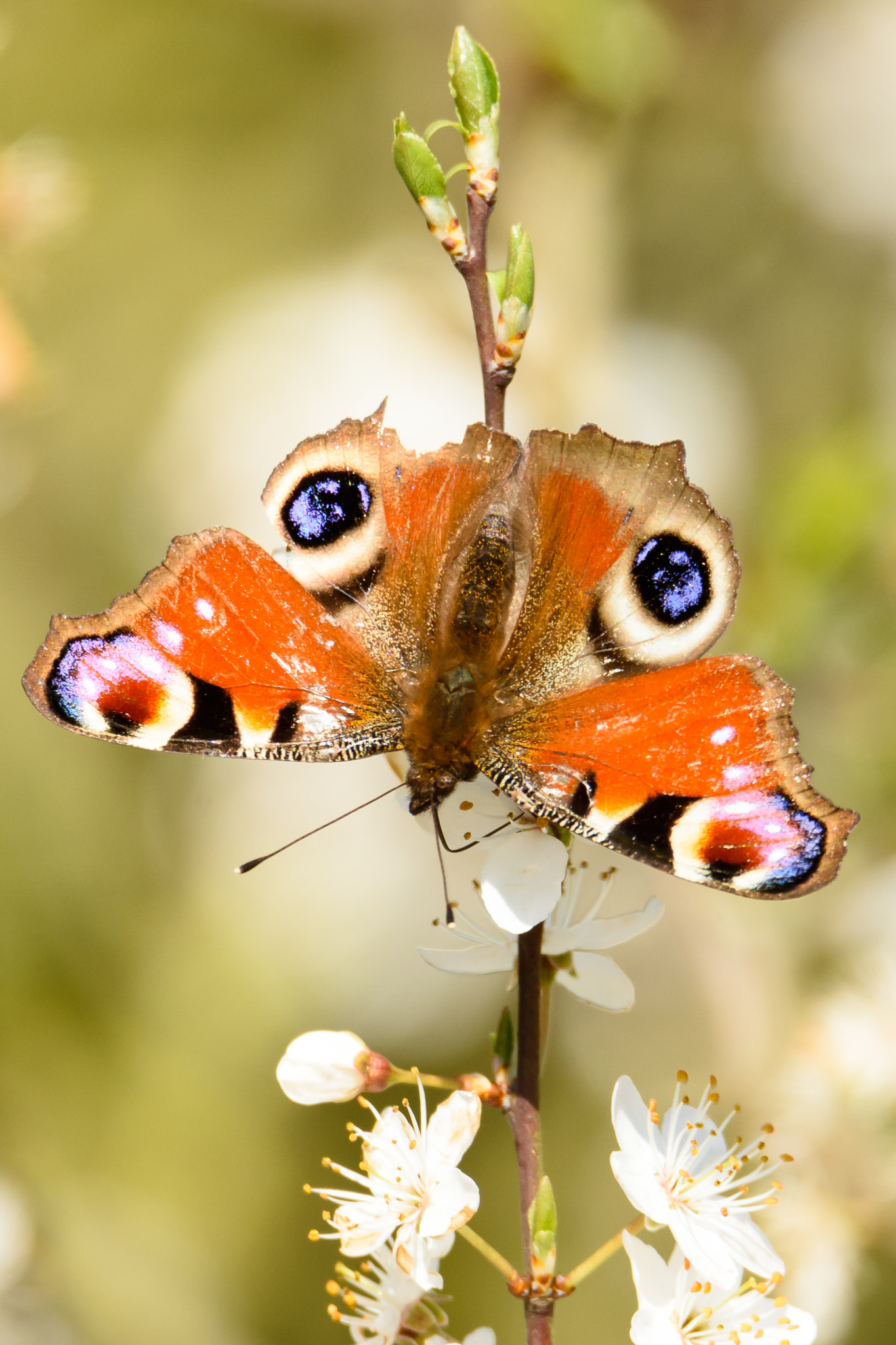 Nikon D7200 sample photo. Peacock photography