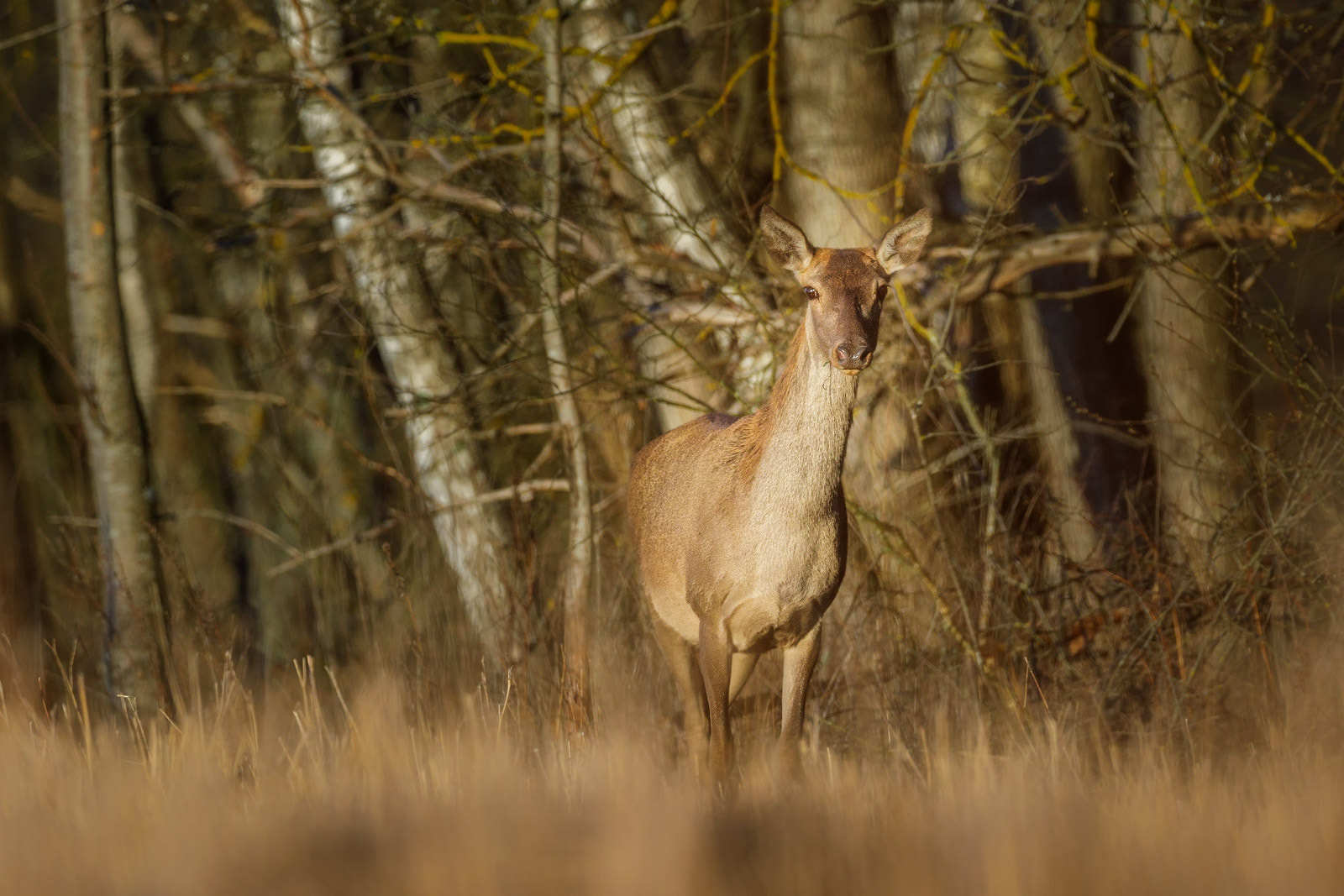 Canon EF 400mm F2.8L IS II USM sample photo. Red deer photography