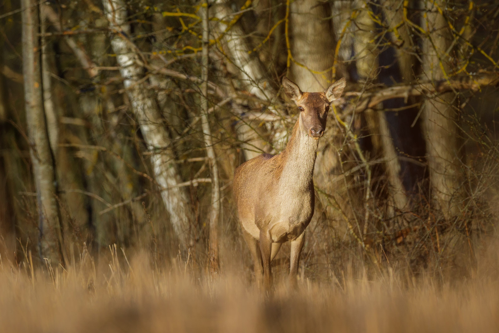 Canon EOS 5D Mark IV + Canon EF 400mm F2.8L IS II USM sample photo. Red deer photography