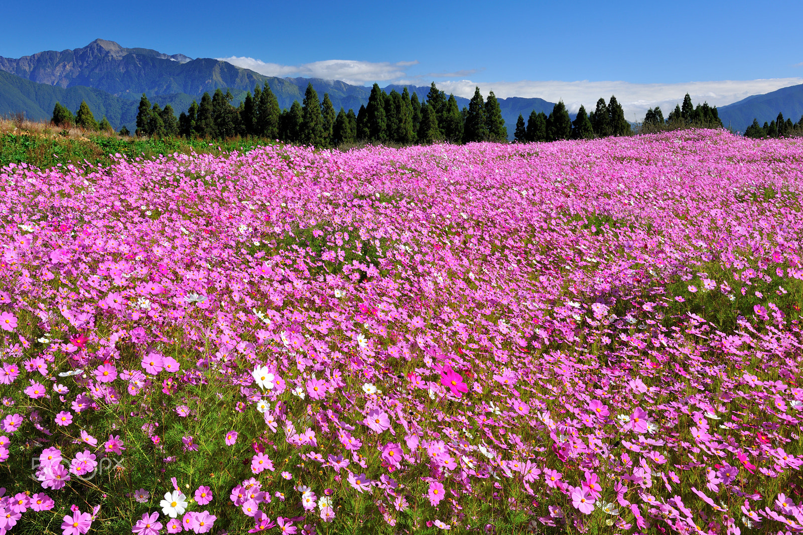 Nikon D3X sample photo. 波斯菊,花,茂盛 photography