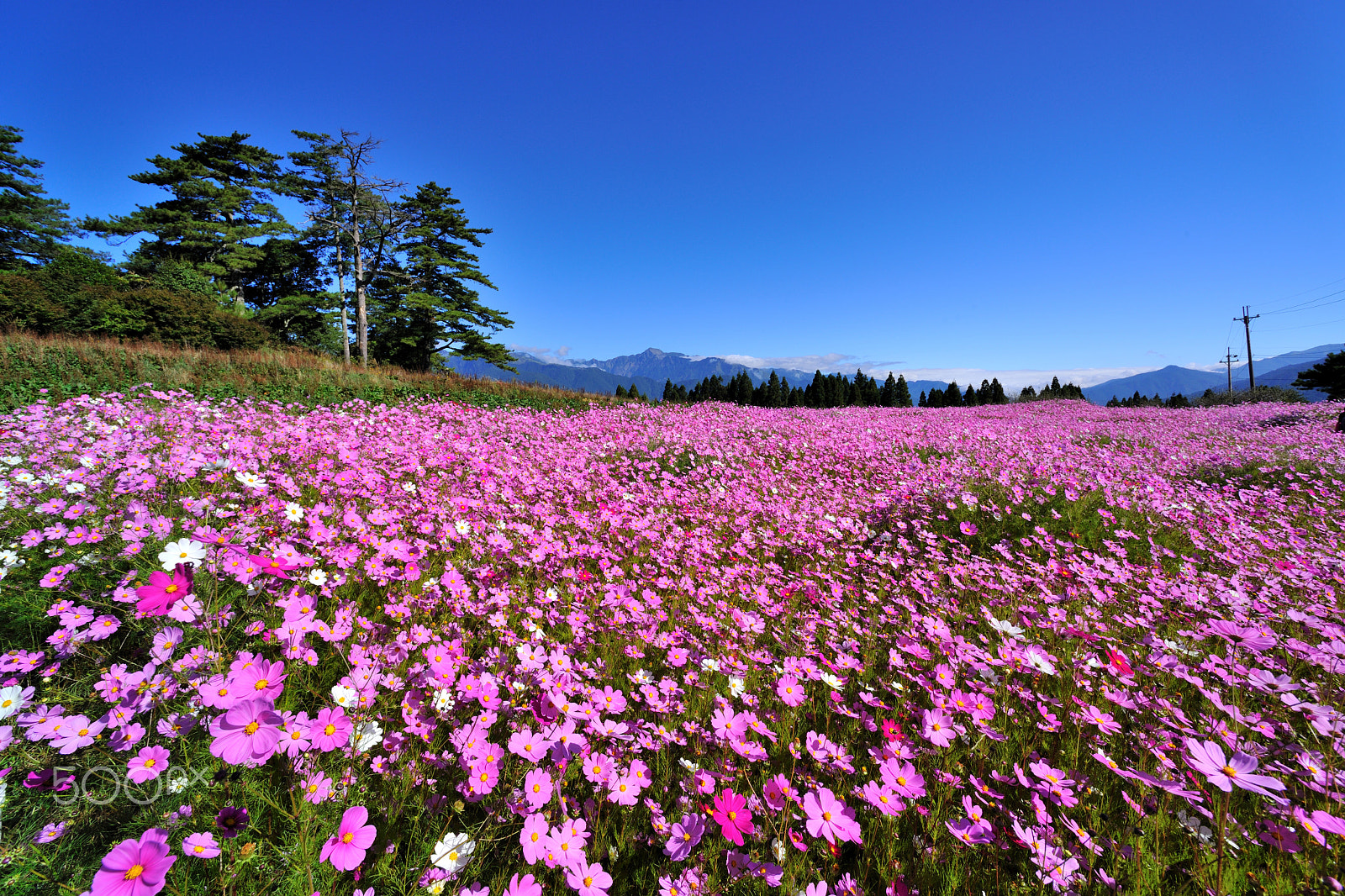 Nikon D3X + Nikon AF Nikkor 14mm F2.8D ED sample photo. 波斯菊,花,茂盛 photography