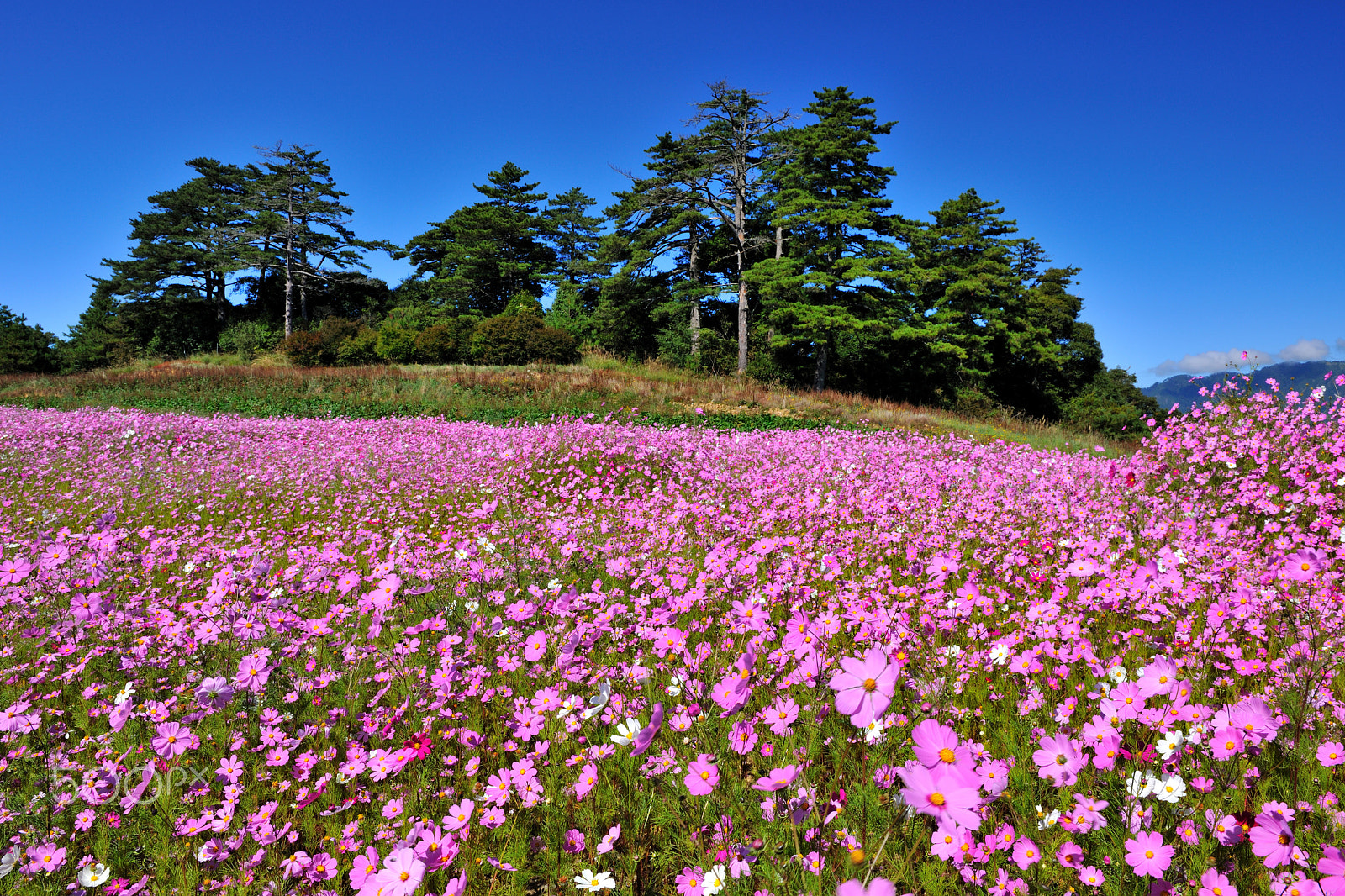 Nikon D3X sample photo. 波斯菊,花,茂盛 photography