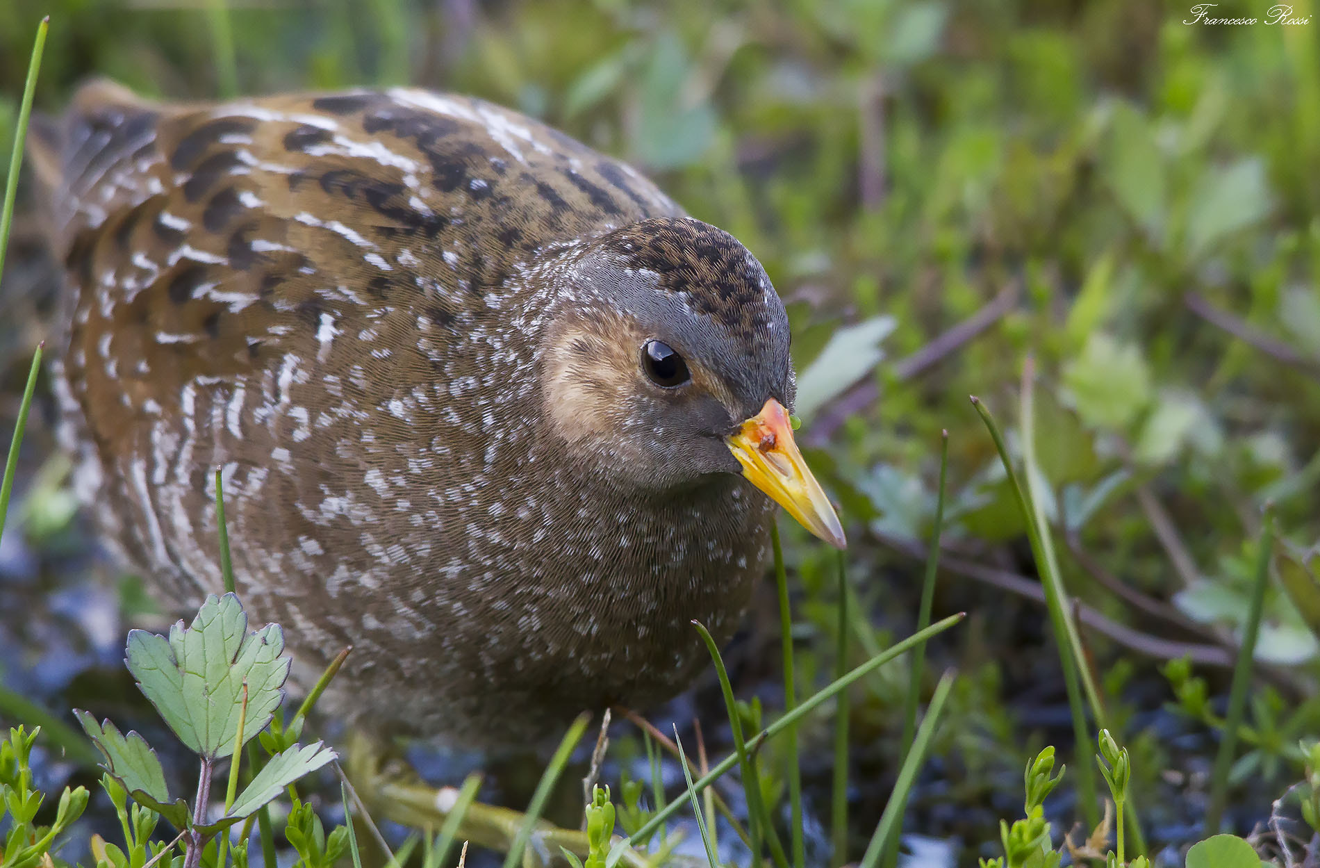 Sigma 150-500mm F5-6.3 DG OS HSM sample photo. Spotted crake, voltolino  photography