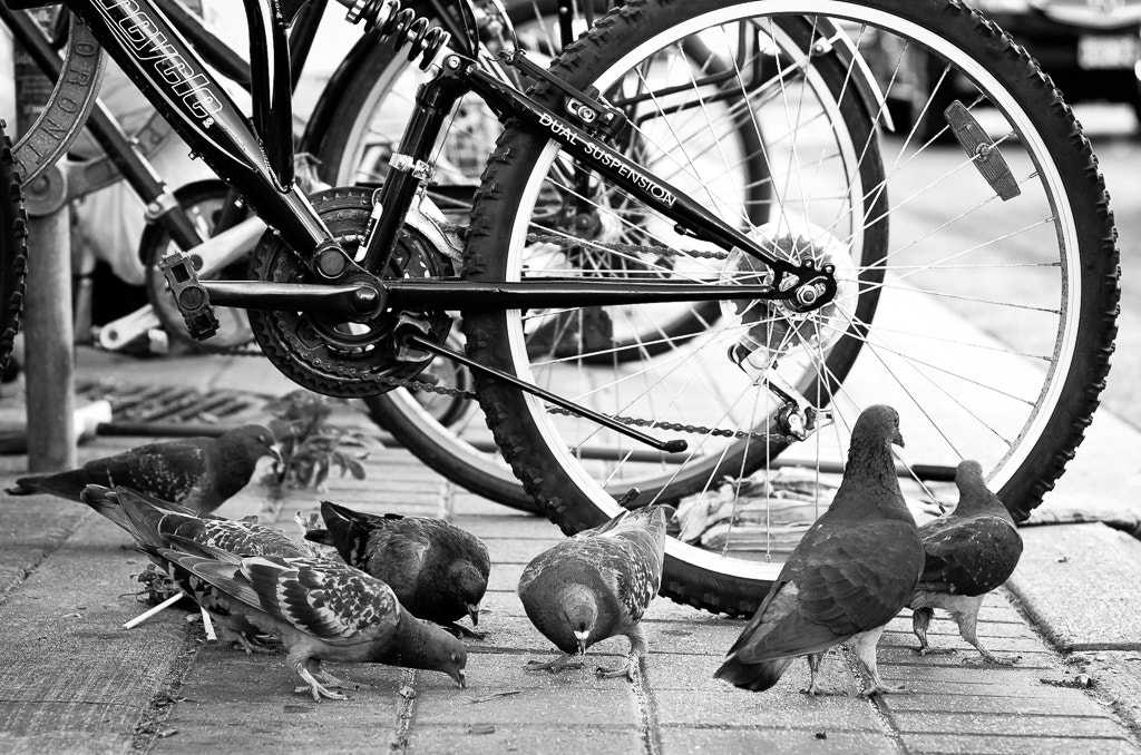 Pentax K-5 + Pentax smc DA 70mm F2.4 AL Limited sample photo. Bikes are for the birds photography