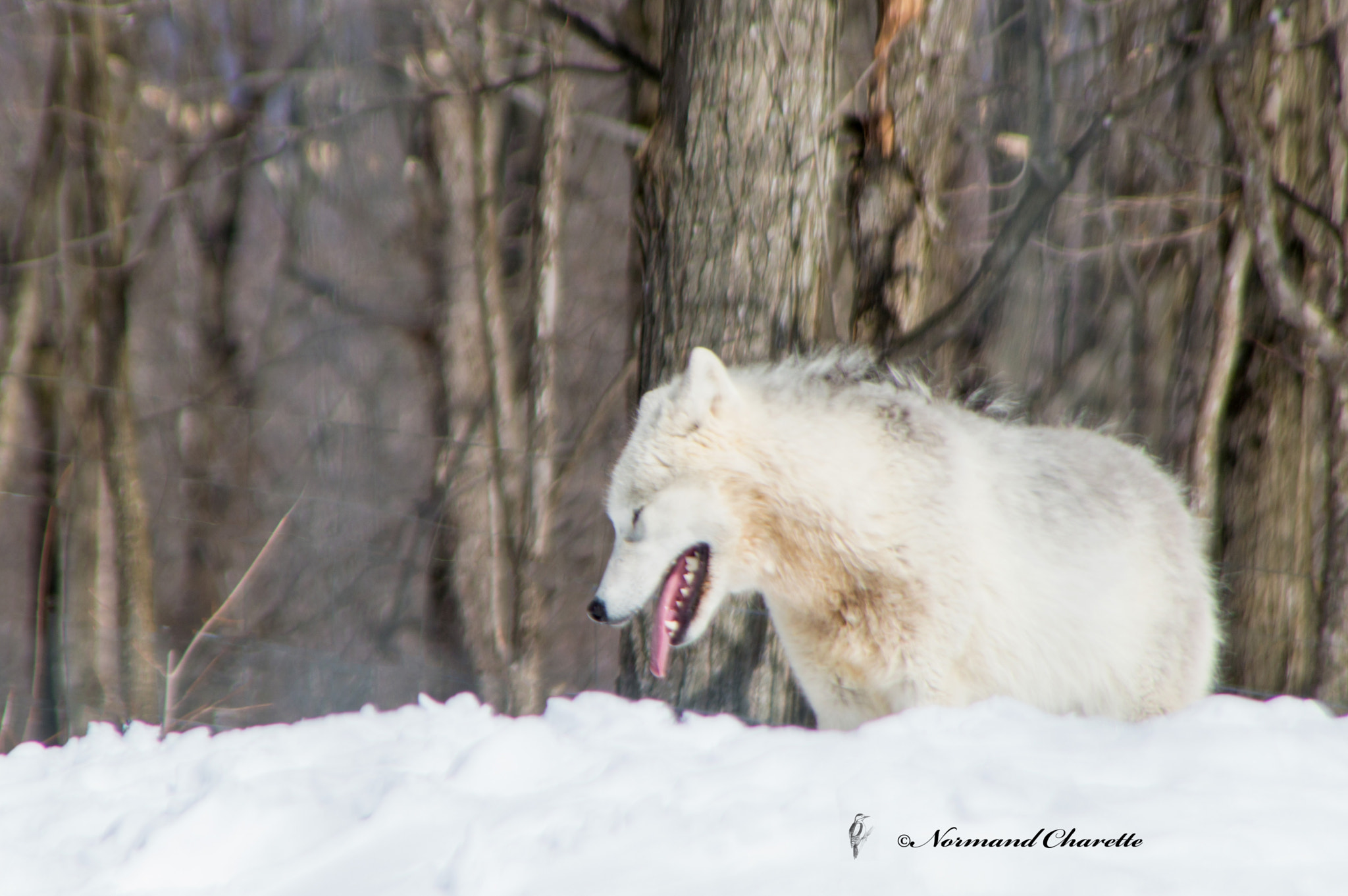 Nikon D3200 sample photo. Arctic wolf photography