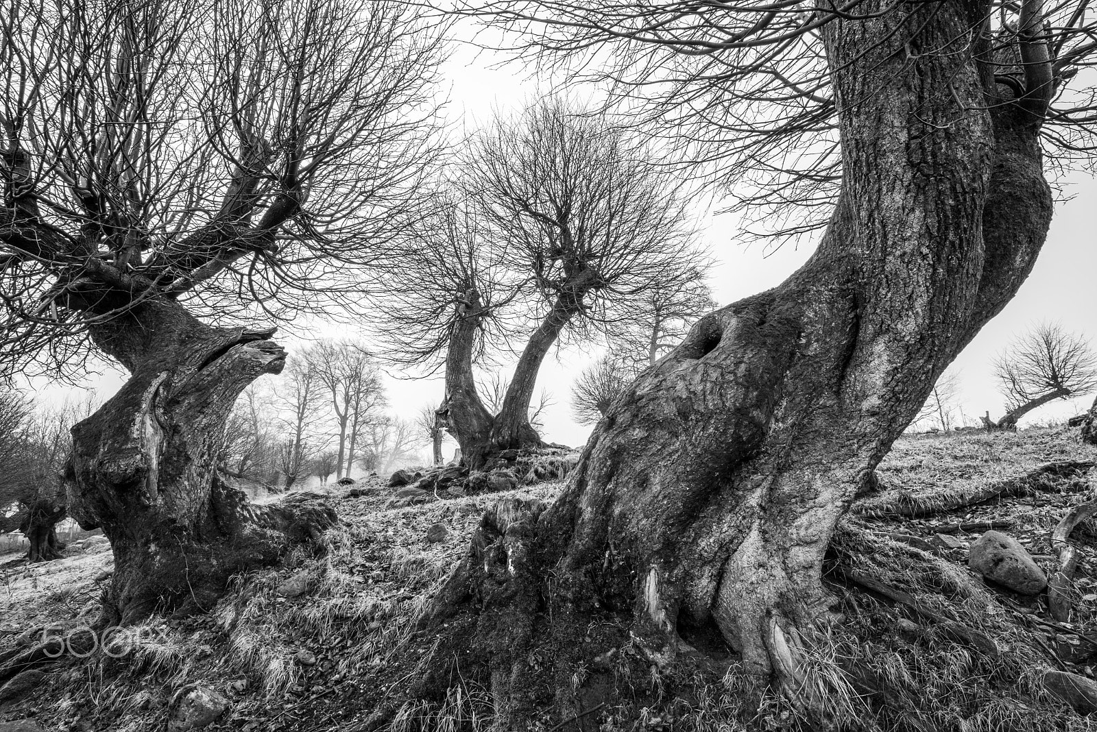 Nikon D810 sample photo. Twisted trees photography