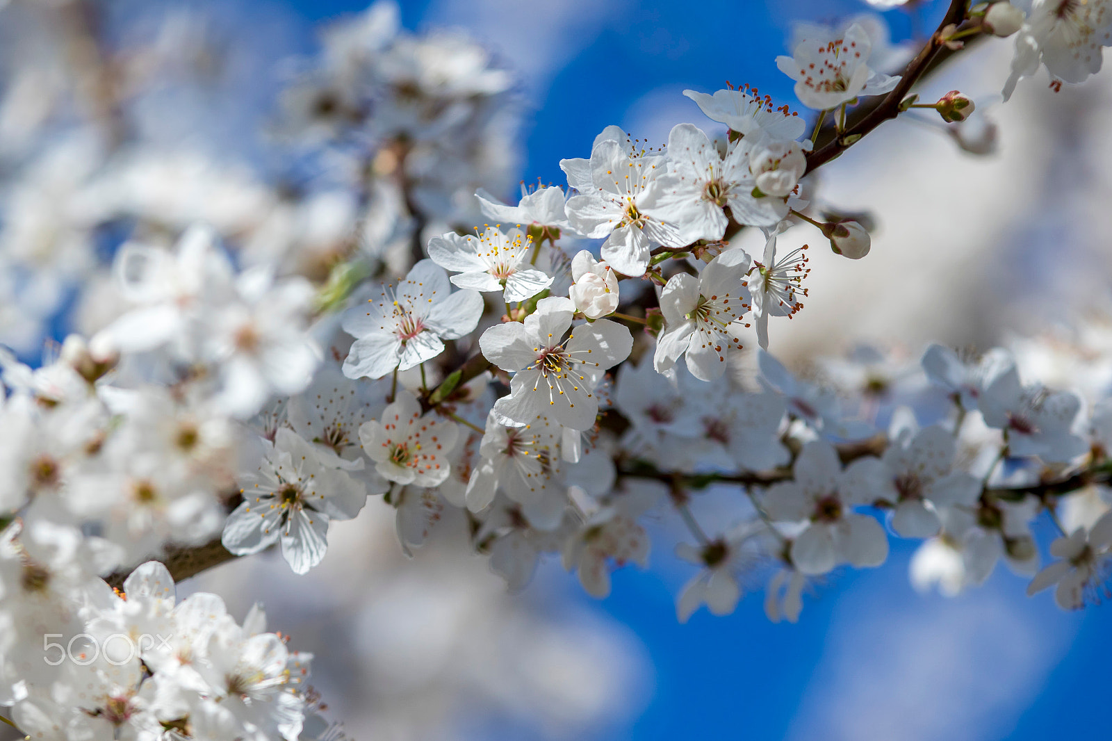 Canon EF 70-200mm F4L IS USM sample photo. Ha photography
