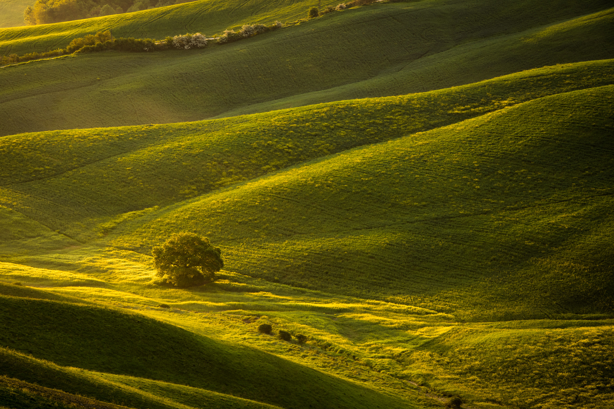 Nikon D810 + Tamron SP 70-200mm F2.8 Di VC USD sample photo. Crete senesi landscape photography