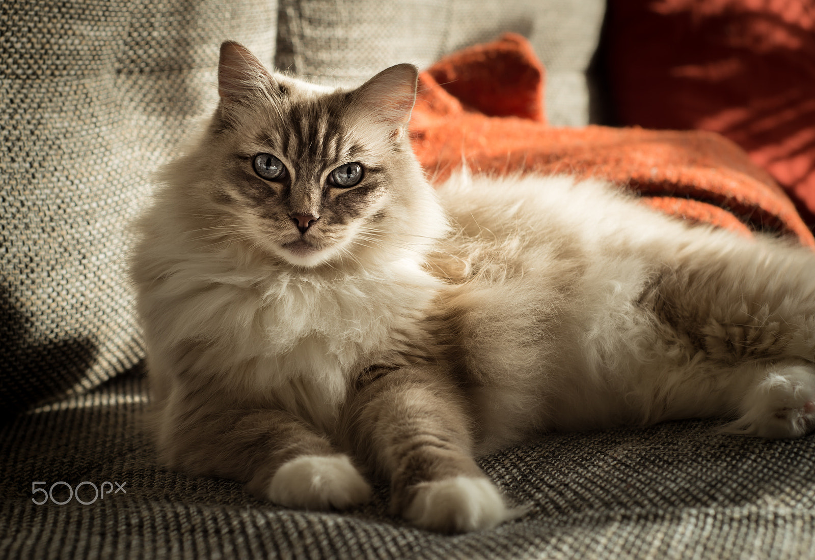 Nikon AF Nikkor 50mm F1.8D sample photo. E m m y photography