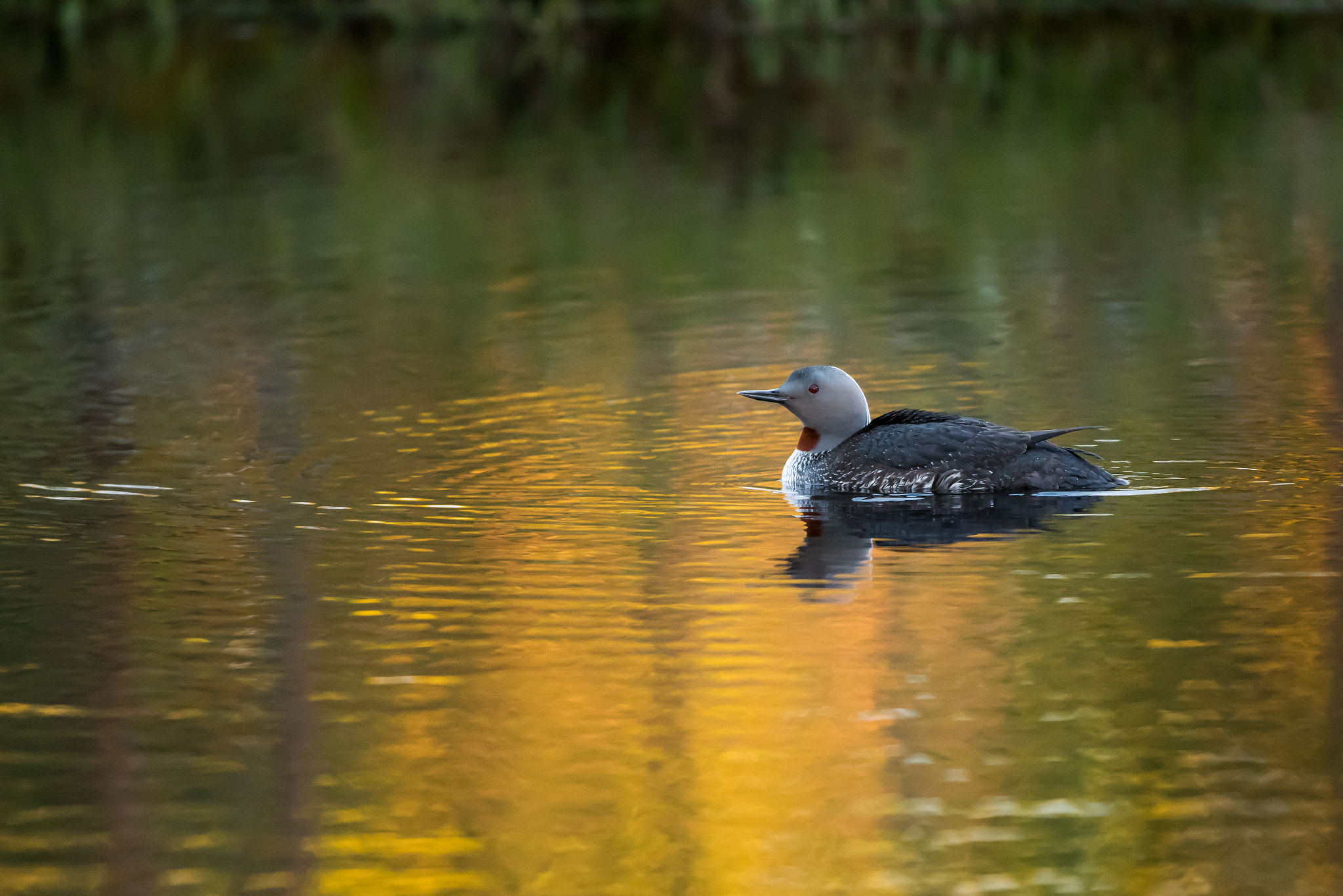 Nikon D810 sample photo. Red-throated diver photography