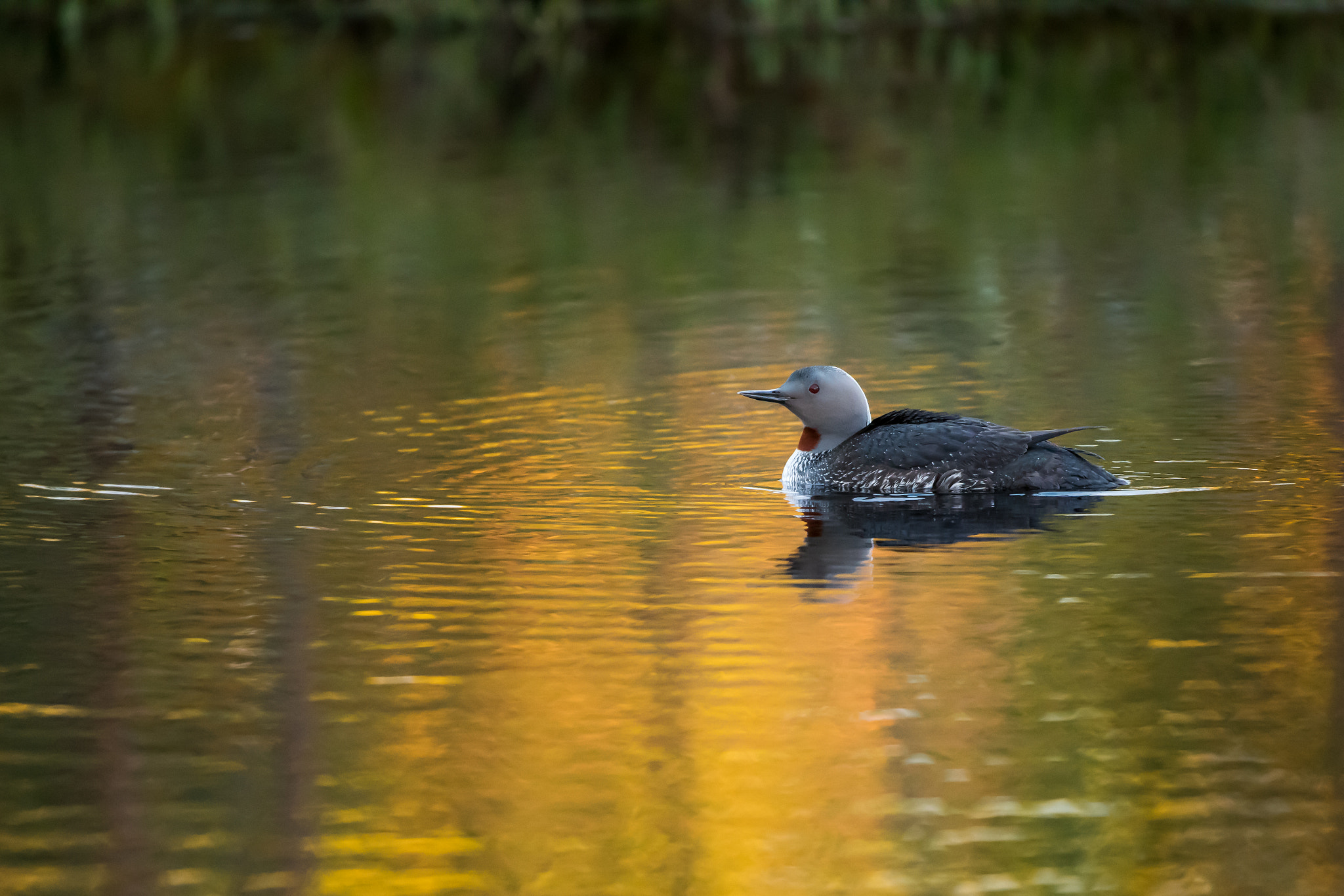 Nikon D810 + Nikon AF-S Nikkor 200-400mm F4G ED-IF VR sample photo. Red-throated diver photography