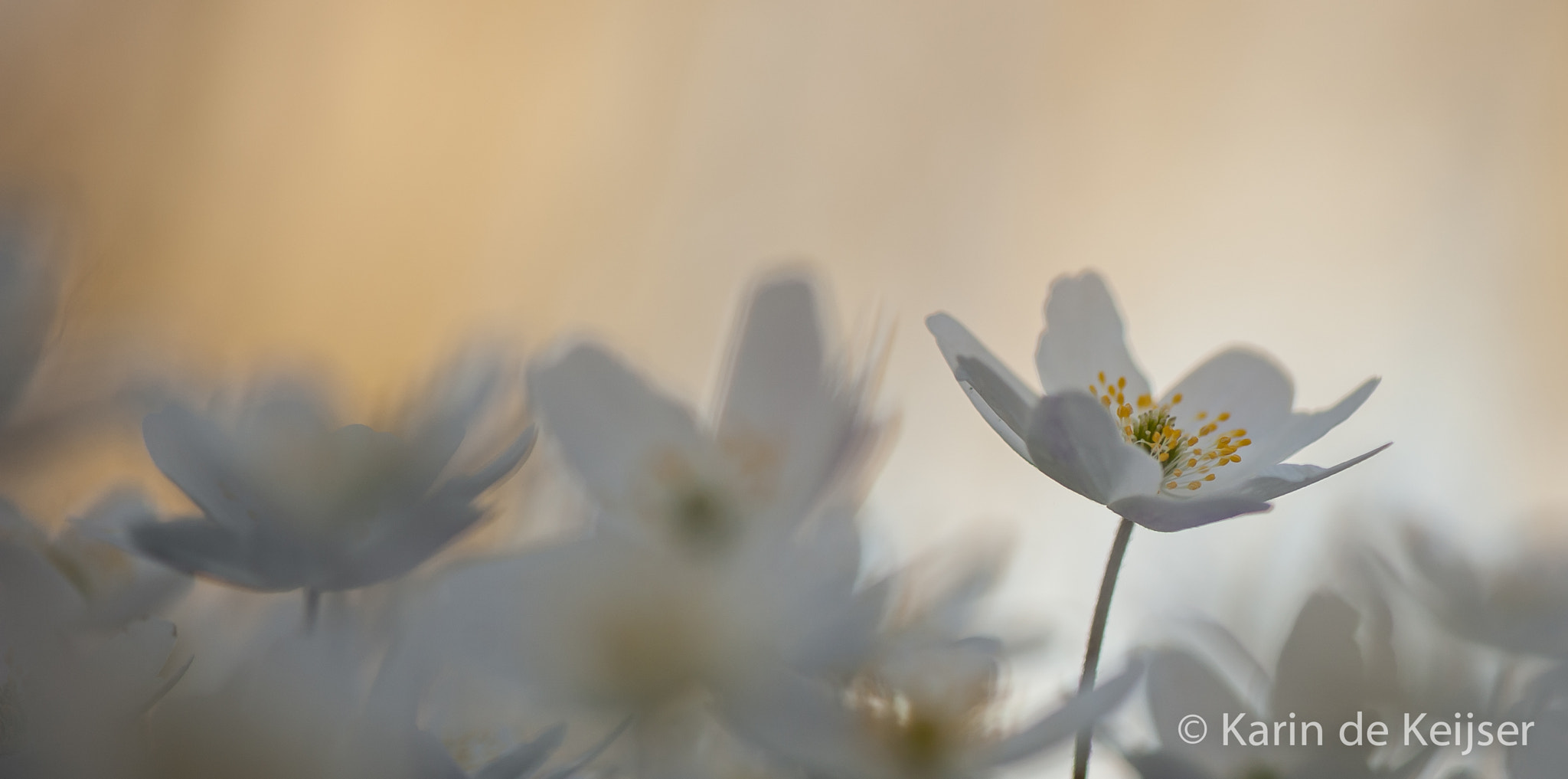 Nikon AF-S Micro-Nikkor 105mm F2.8G IF-ED VR sample photo. Flowers... photography