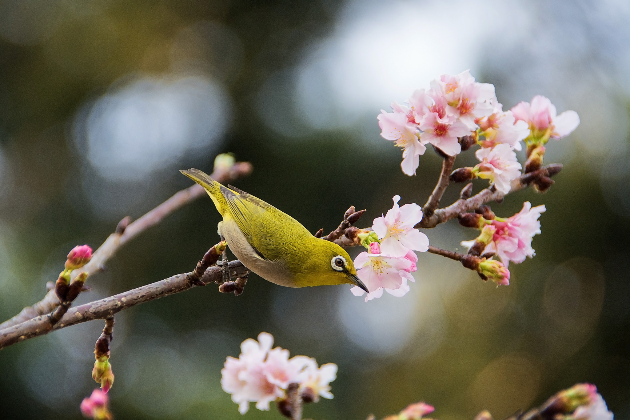 Nikon D7100 + Nikon AF-S DX Nikkor 18-300mm F3.5-5.6G ED VR sample photo. A japanese white-eye in the cherry blossoms photography