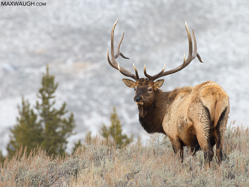 Canon EOS-1D X + Canon EF 500mm F4L IS USM sample photo. Bull elk photography