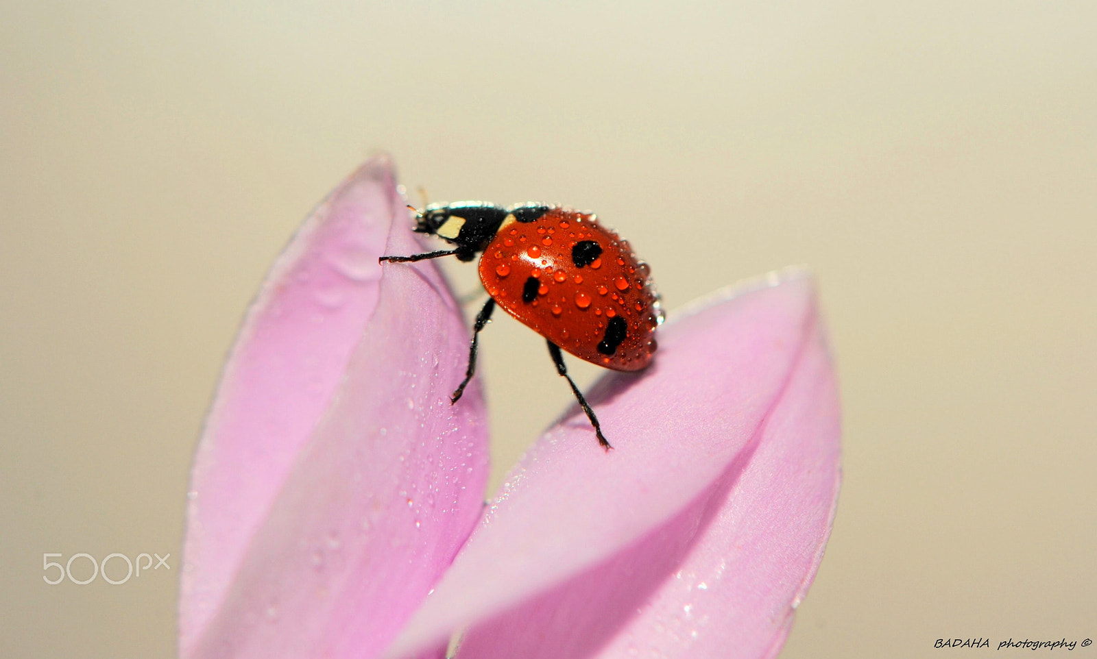 Nikon AF-S Micro-Nikkor 105mm F2.8G IF-ED VR sample photo. After rain..! photography