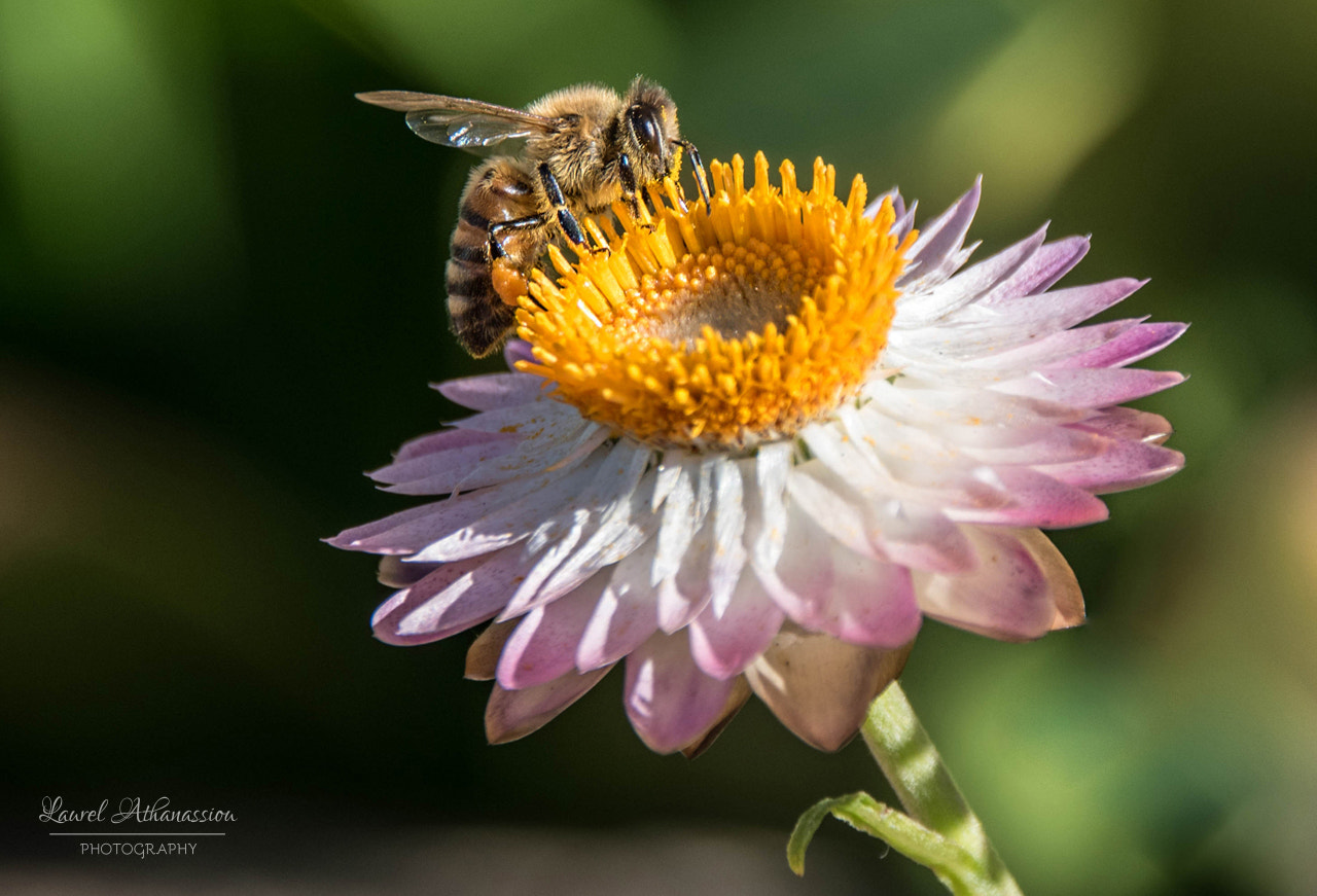 Nikon D5500 + Sigma 18-250mm F3.5-6.3 DC Macro OS HSM sample photo. Bee on a flower photography