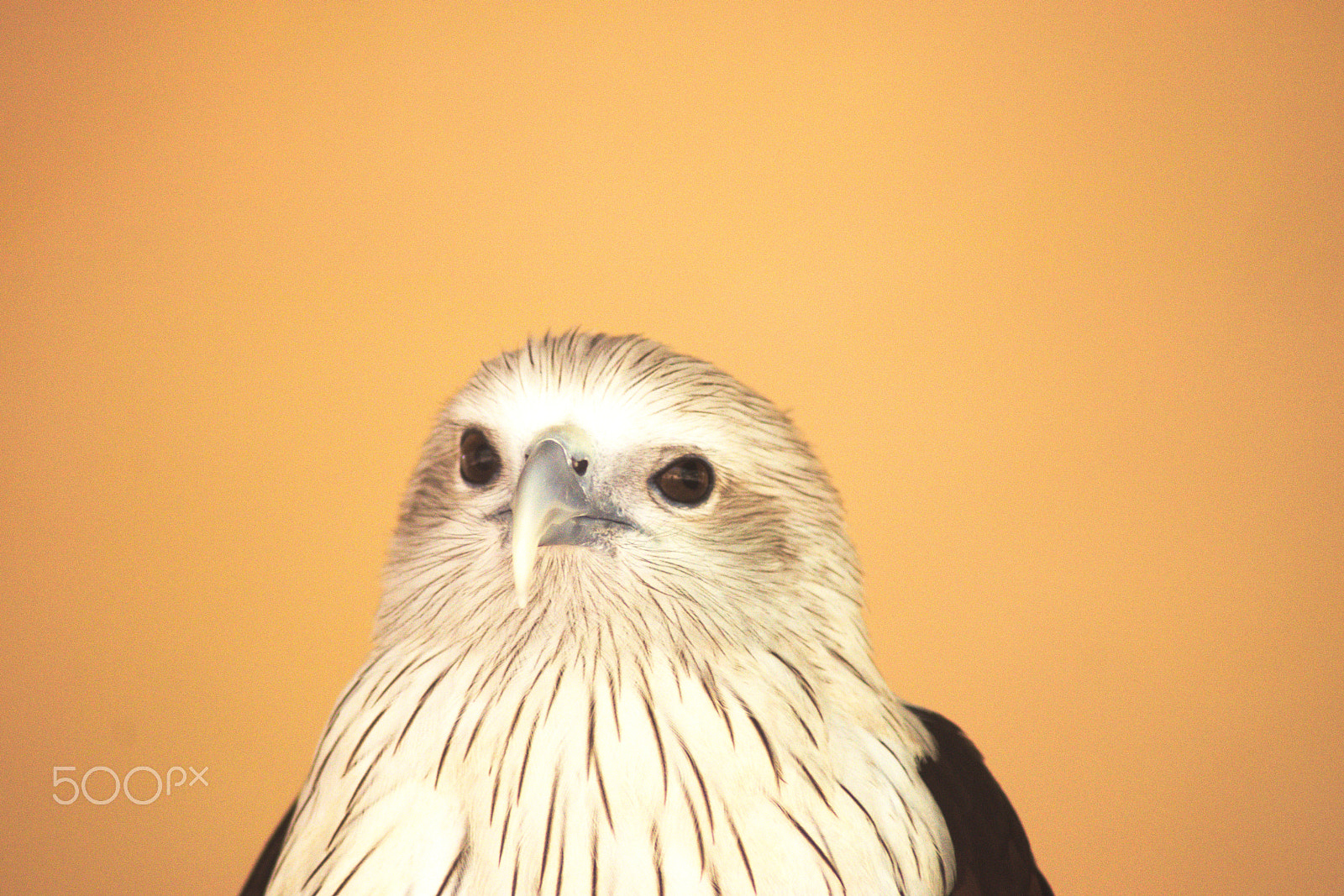 Nikon AF Nikkor 70-300mm F4-5.6G sample photo. Brahminy kite photography