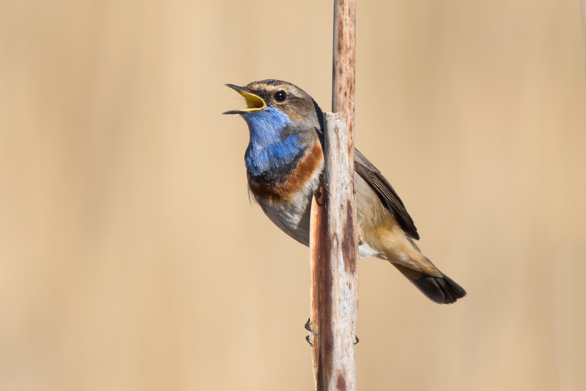 Canon EF 500mm F4L IS II USM sample photo. Bluethroat singing photography