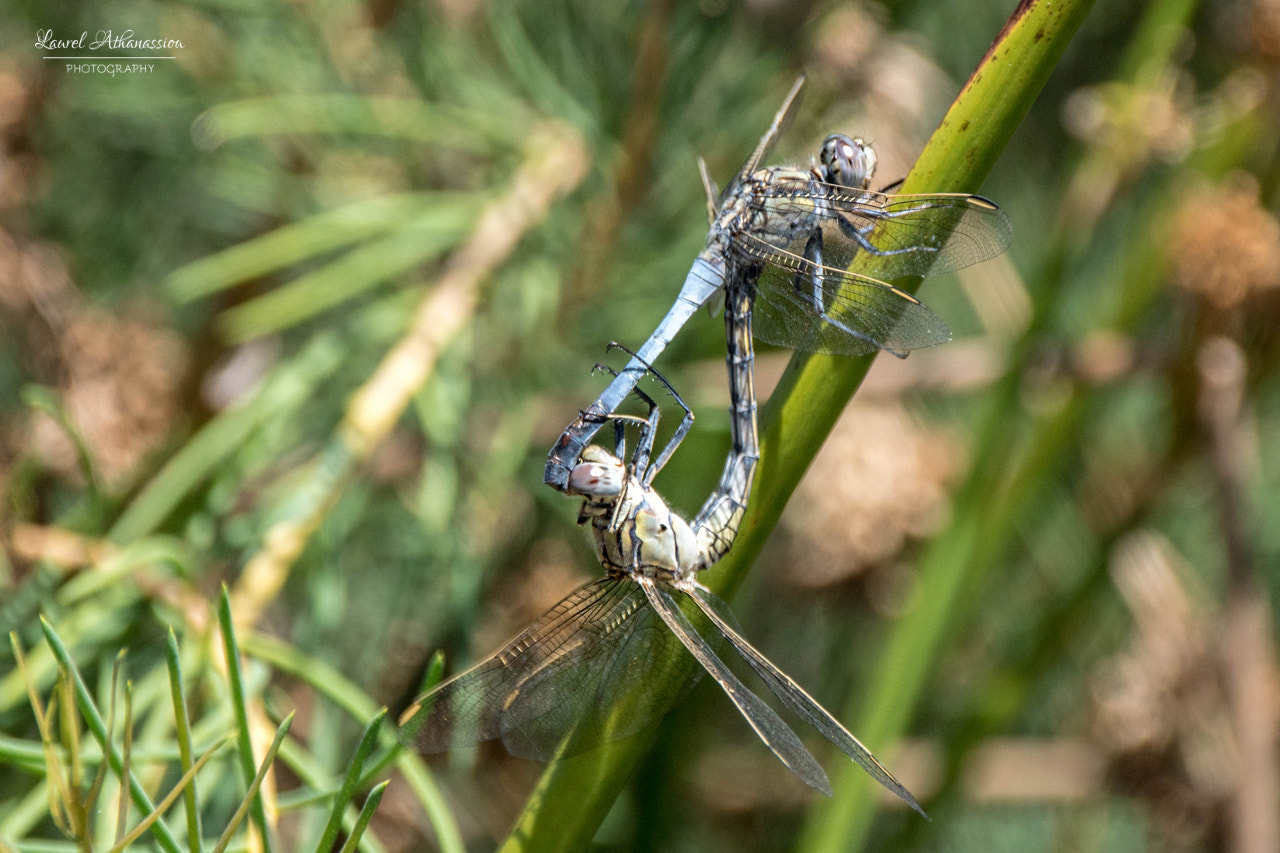 Nikon D5500 sample photo. Dragonflies photography