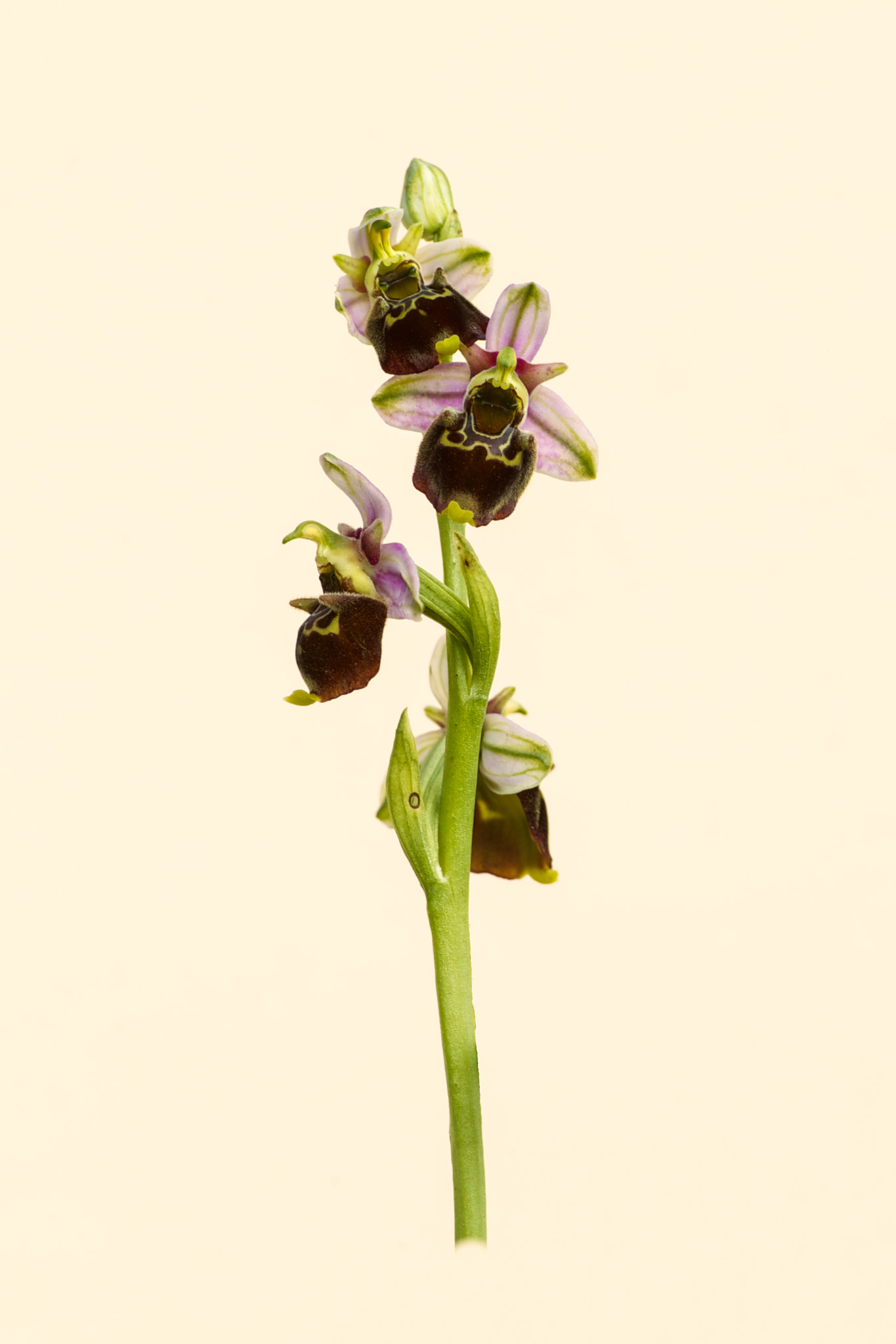 Canon EF 500mm F4L IS USM sample photo. Late spider orchid on cream photography