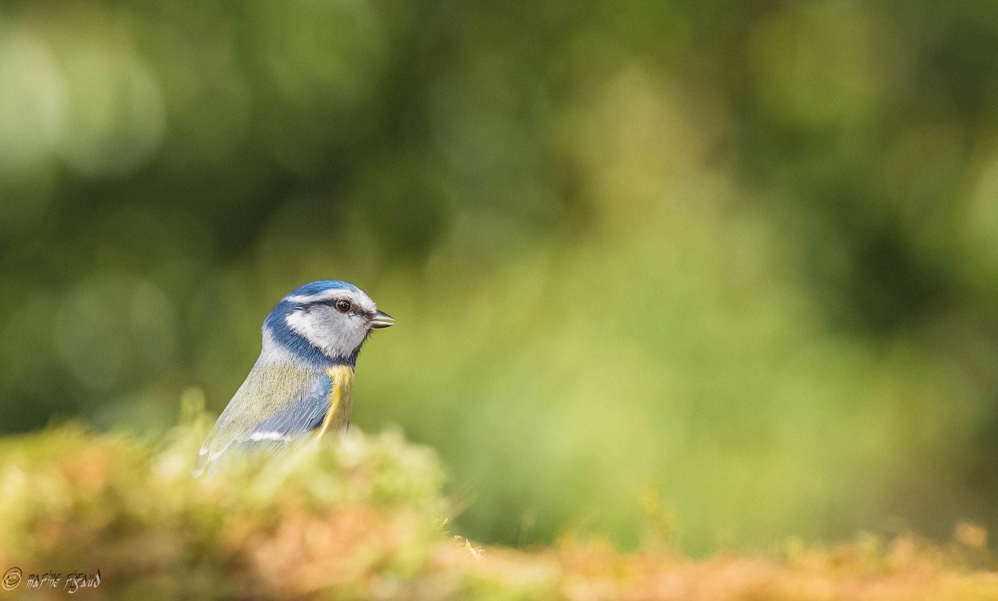 Nikon AF-S Nikkor 200-500mm F5.6E ED VR sample photo. Dsc photography