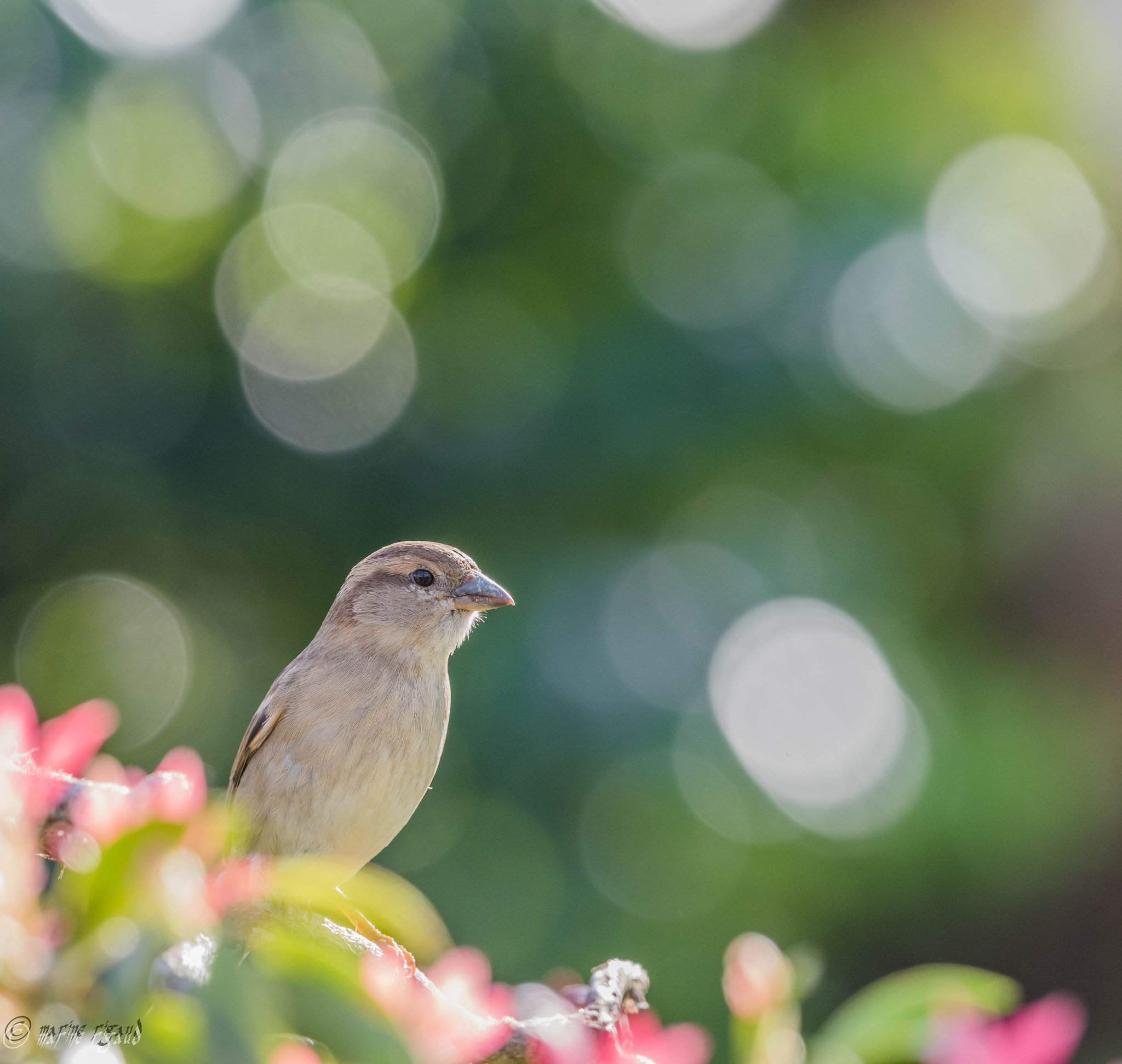 Nikon AF-S Nikkor 200-500mm F5.6E ED VR sample photo. Dsc photography